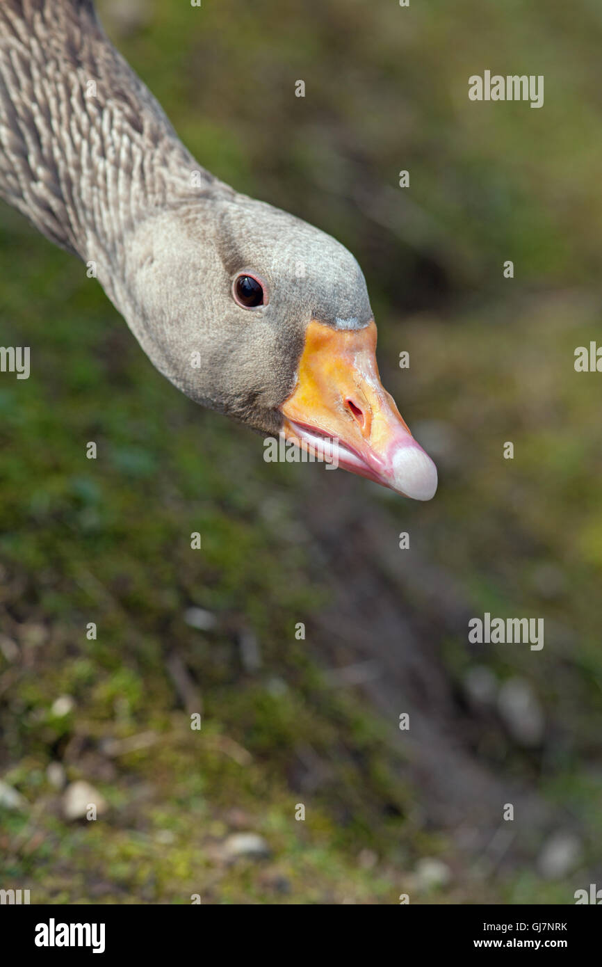 Graylag Goose (Anser anser). Testa e Bill, tenuto basso in una minaccia comportamentale postura. Foto Stock