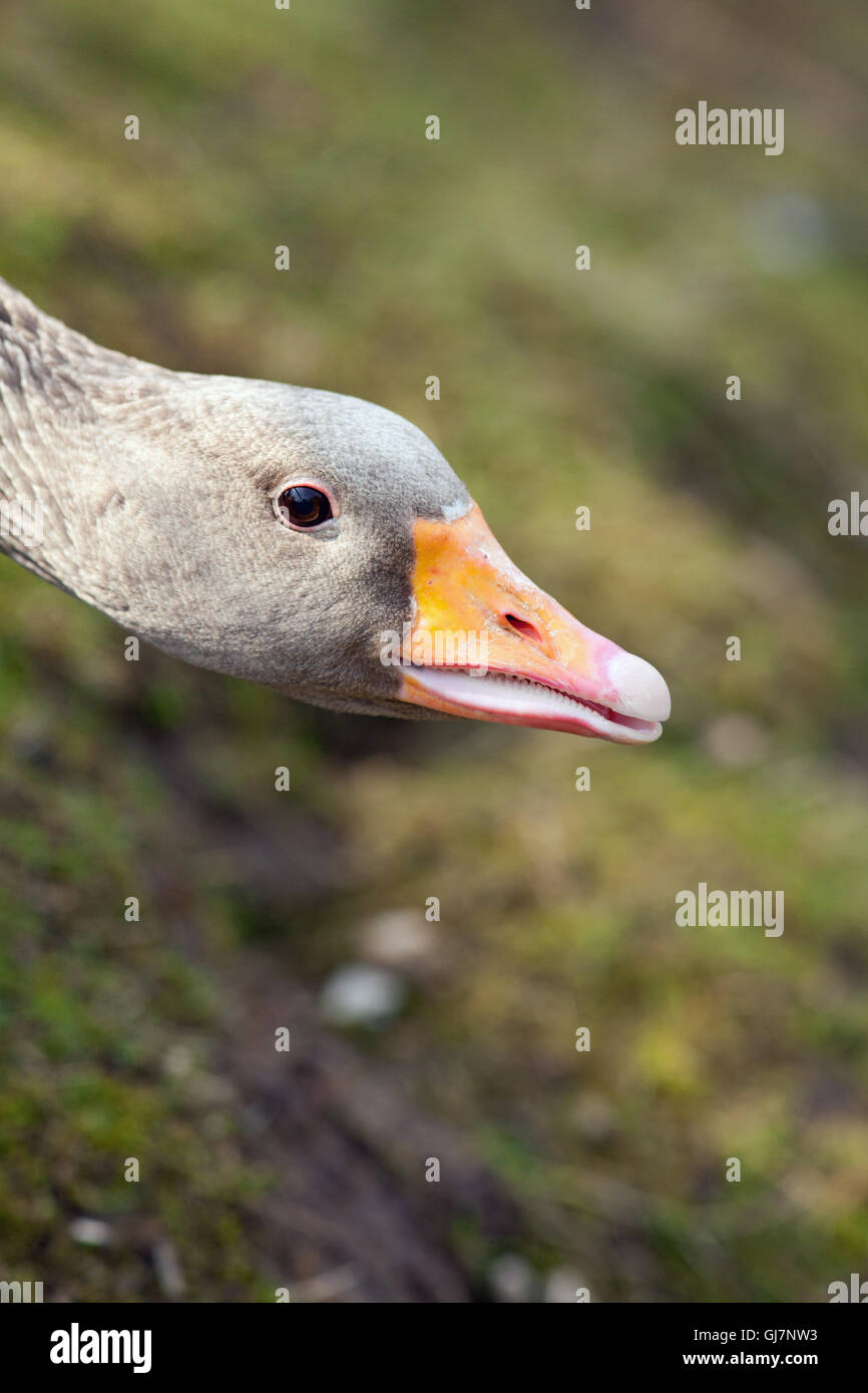 Western Graylag Goose (Anser anser). Testa. Abbassata in una minaccia la postura. Bill leggermente aperto rivelando le lamelle bordi alla mandibola Foto Stock