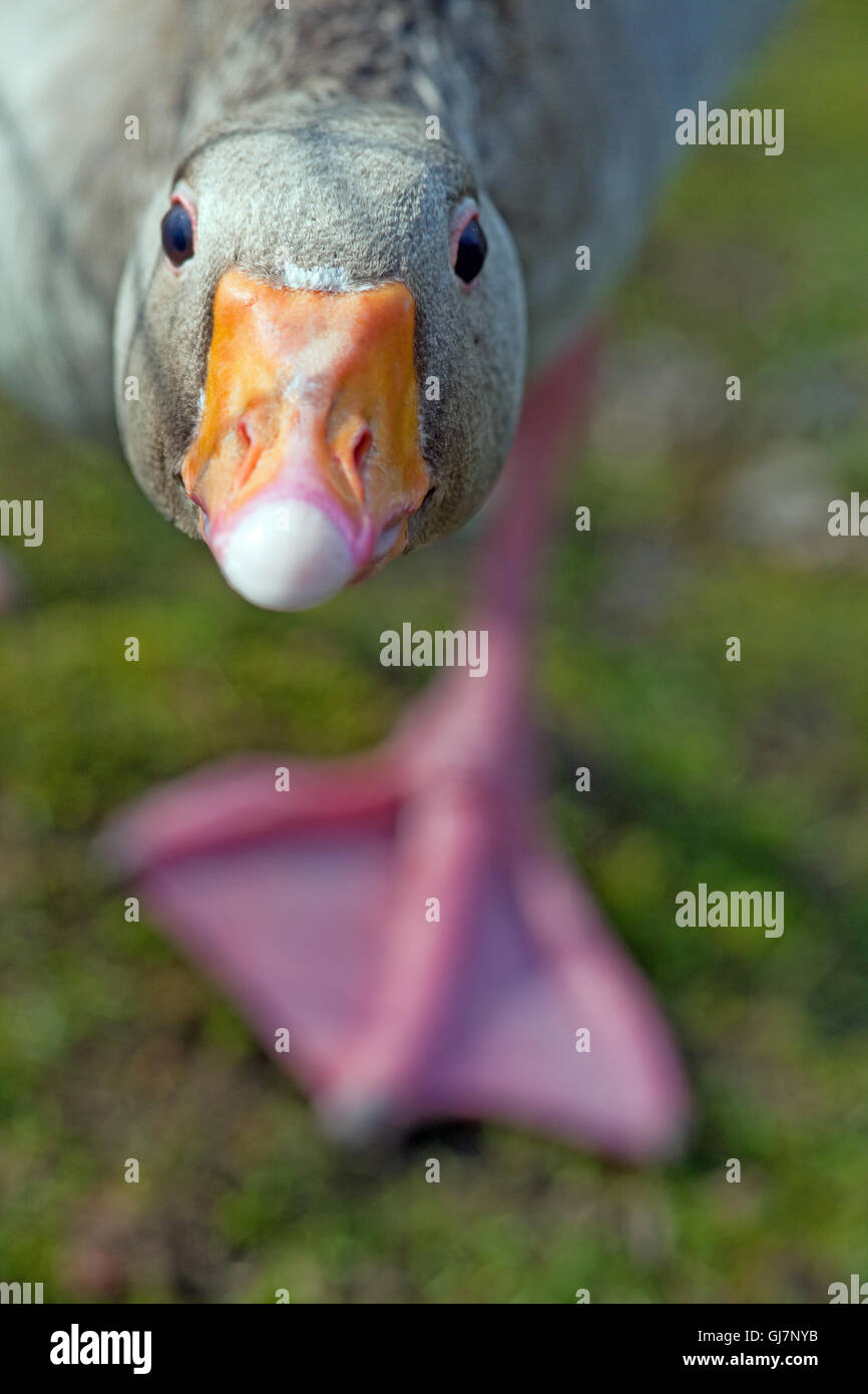 Graylag Goose (Anser anser). Elevata intensità di minaccia. Gander impugnare una minaccia percepita, a testa alta. Foto Stock
