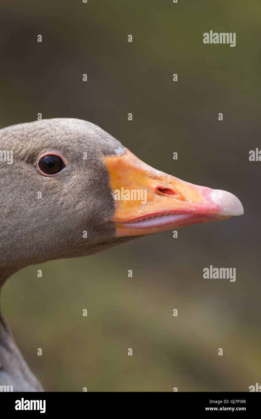 Western Graylag Goose (Anser anser). Profilo di testa, occhio, Bill, becco dettaglio. Foto Stock