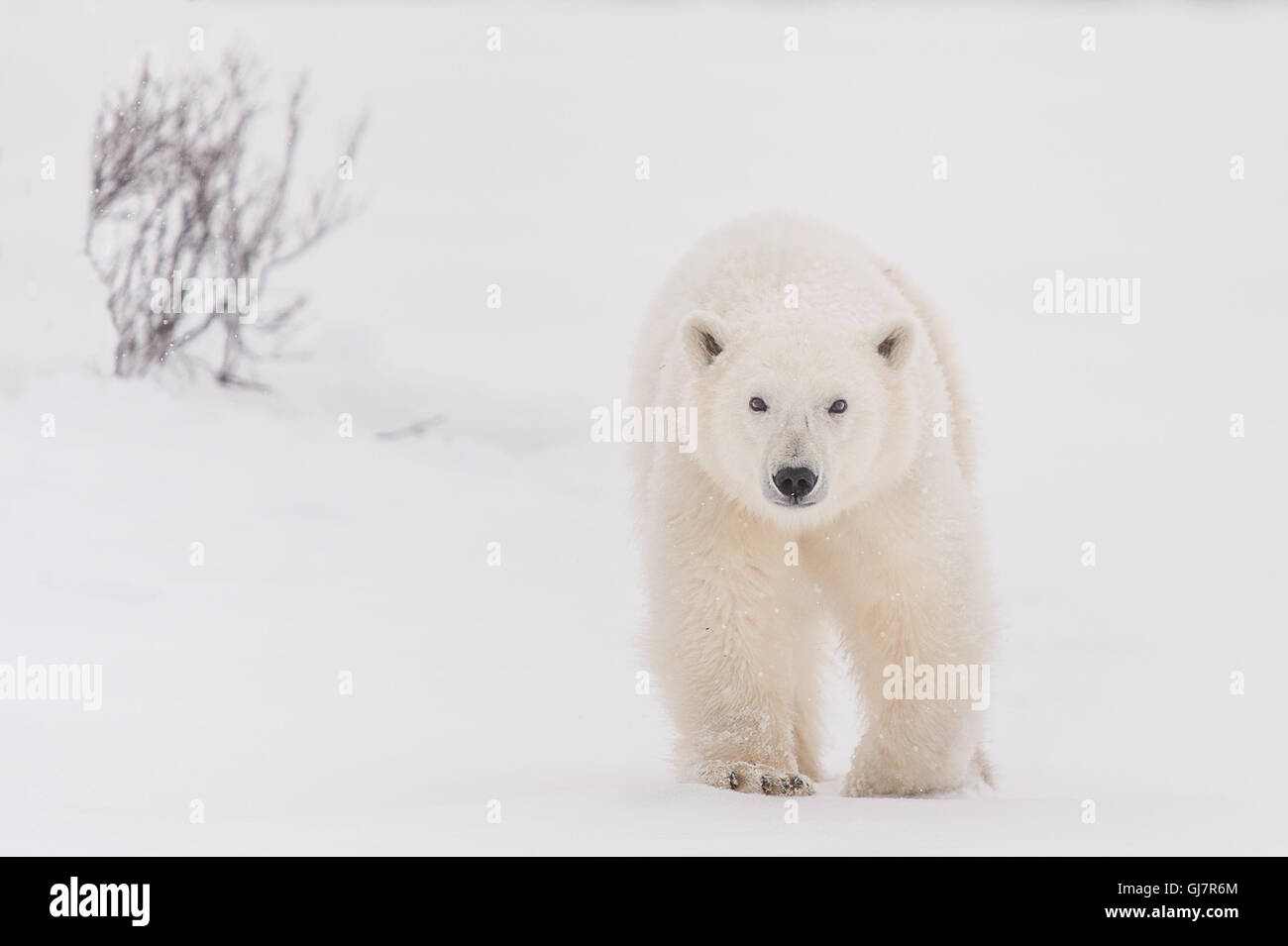 Orso polare a piedi - la parte anteriore è sulla Foto Stock