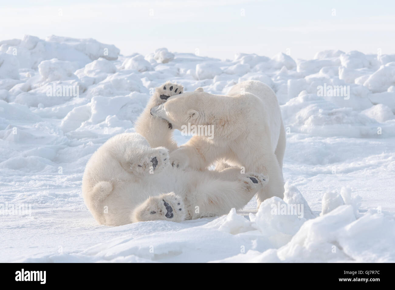 Due maschio orsi polari sparring Foto Stock