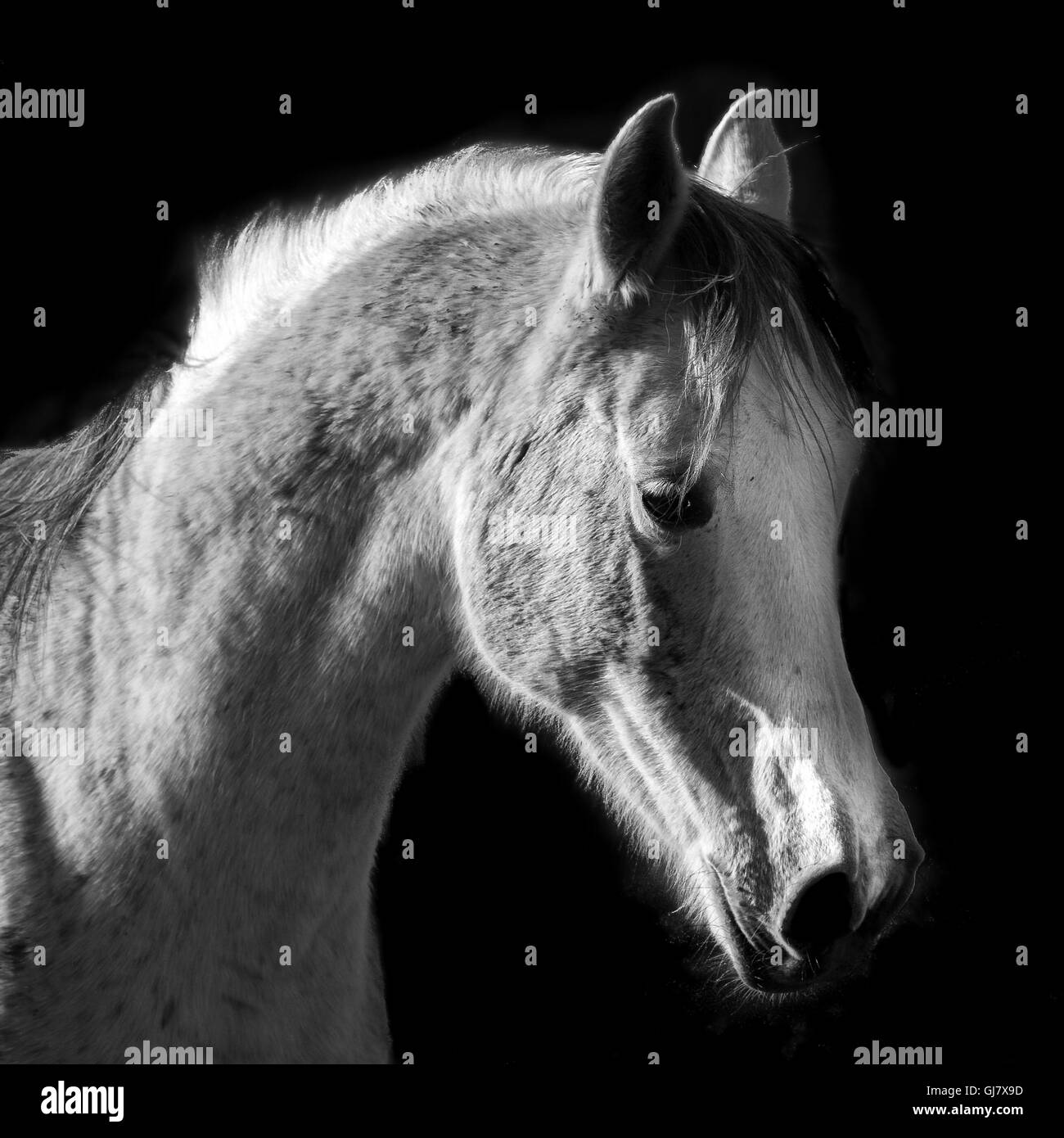 Cavallo Arabo Shagya, testa, cavallo grigio, illuminazione Foto Stock