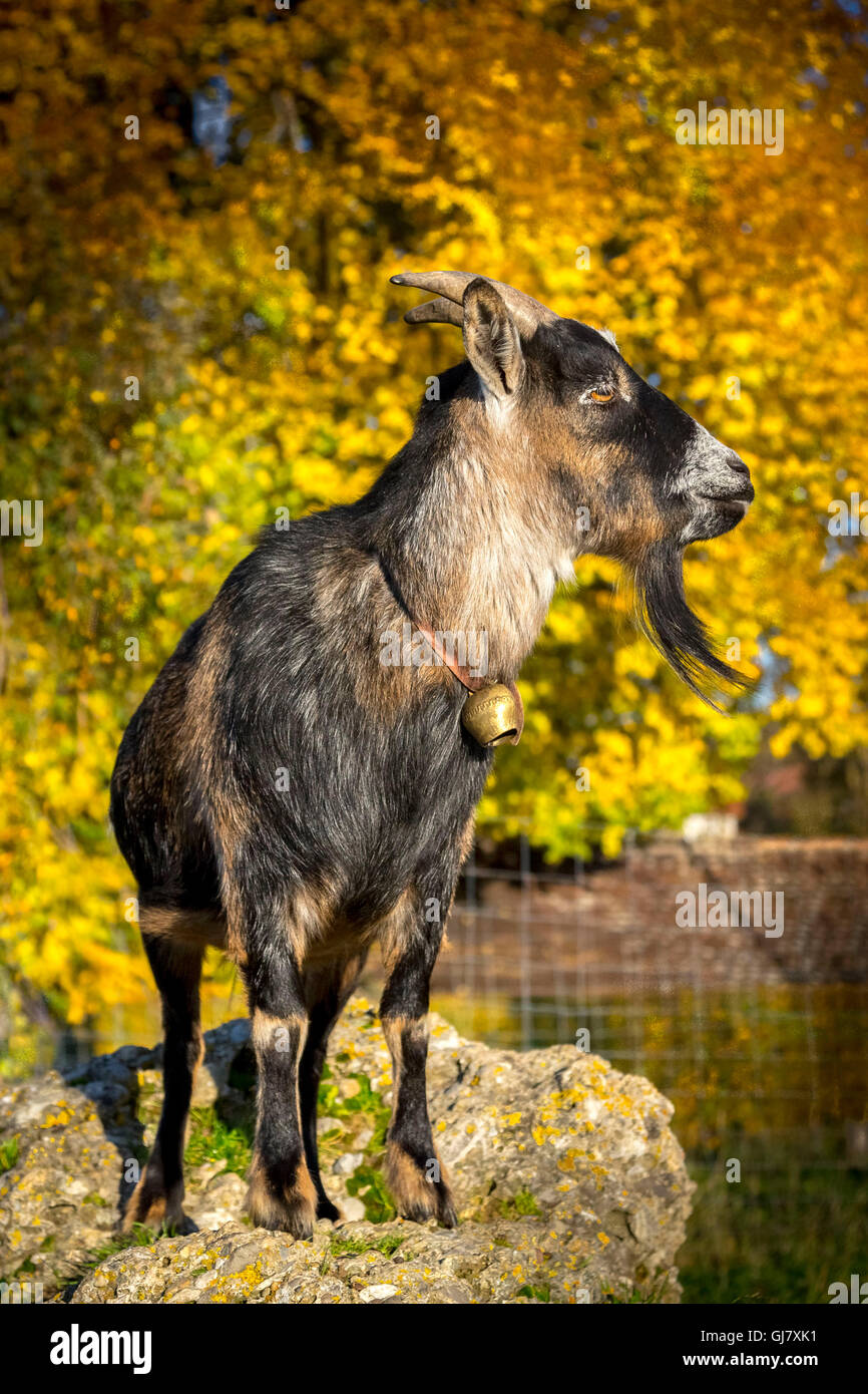 Capra in autunno, capra nana, caprone, pietra Foto Stock