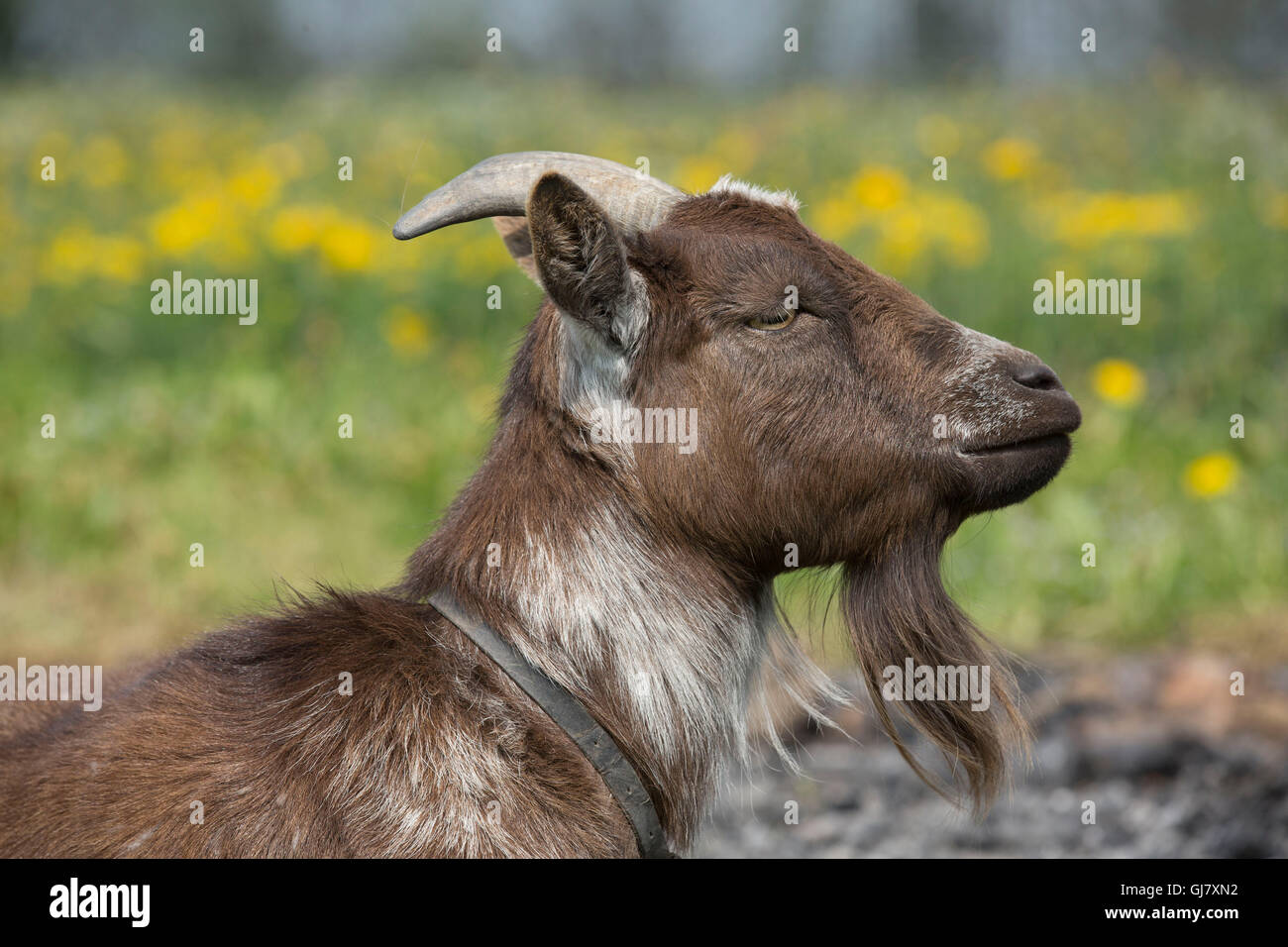 Capra, capra nana, molla Foto Stock