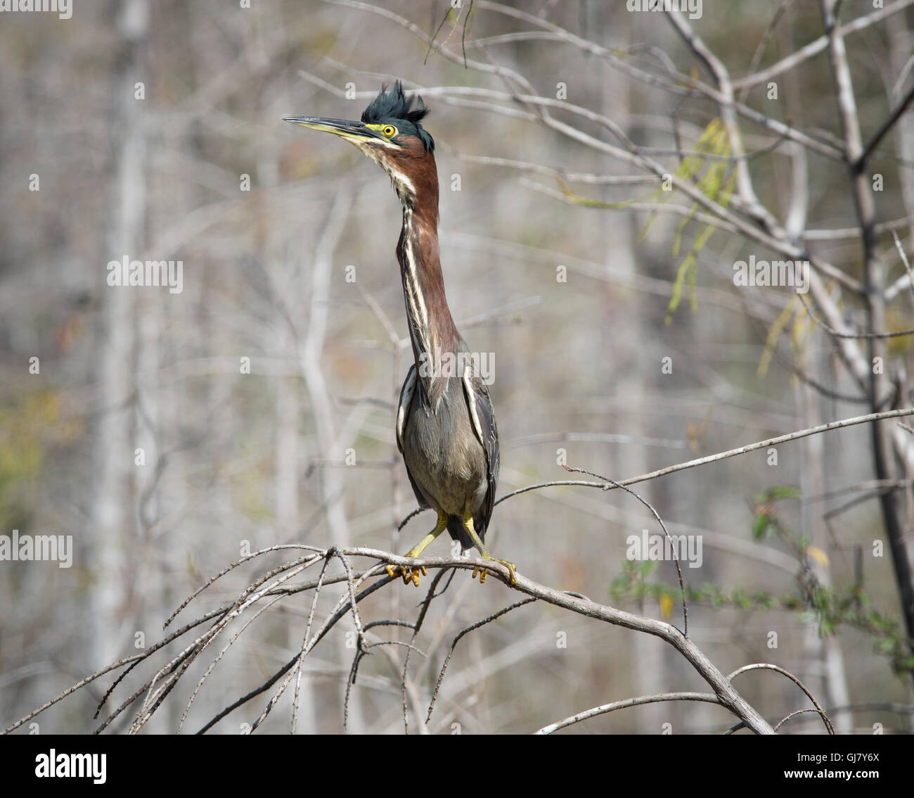 Green Heron arroccato su cipresso ramo cattura la luce del mattino rivelando il suo bel gioiello come iridescenza contro grigio disattivato Foto Stock
