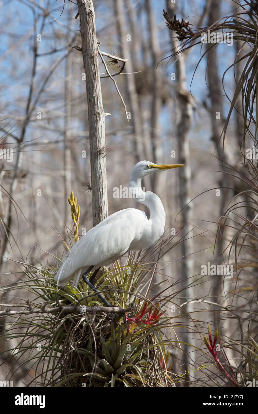 Bellissimi airone bianco sorge in bilico su una Tillandsia airplant in Florida's Big Cypress preservare in morbida luce mattutina. Foto Stock