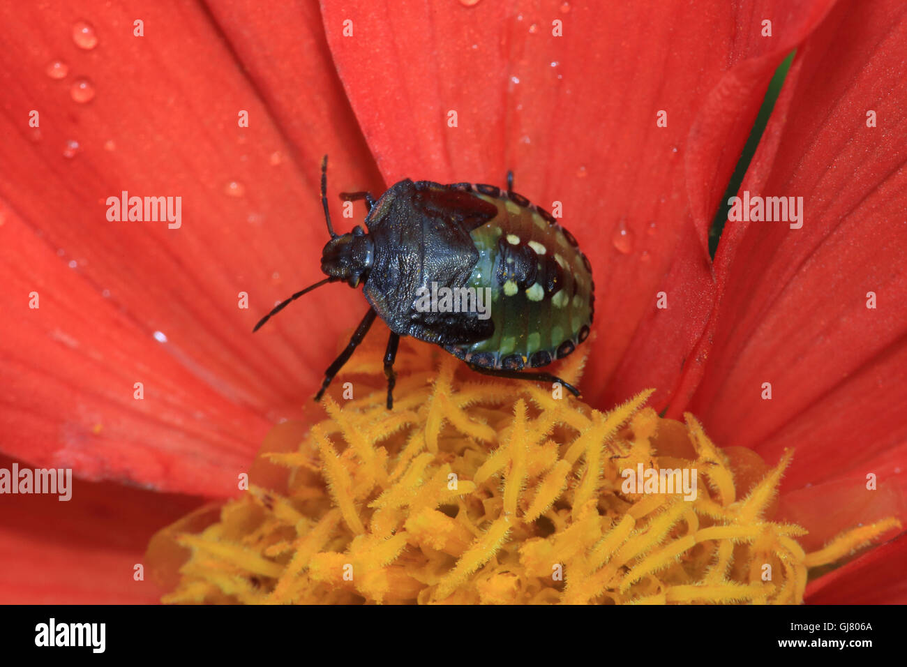 Cimice verde Foto Stock