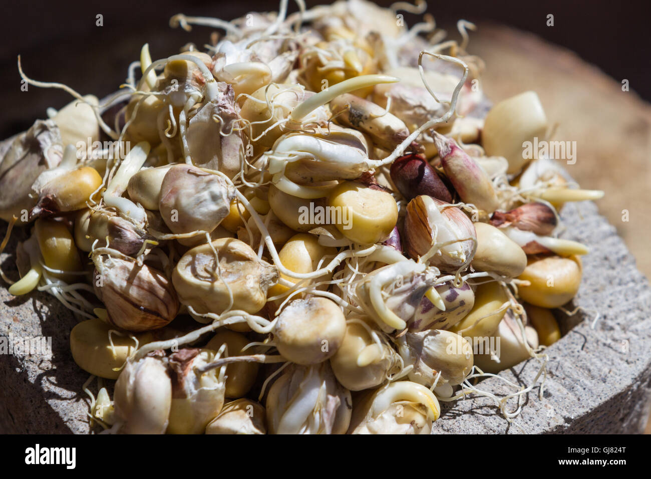 Close up di un mucchio di grano germogliato come ingrediente principale per la tradizionale bevanda peruviana chiamato Chicha Foto Stock