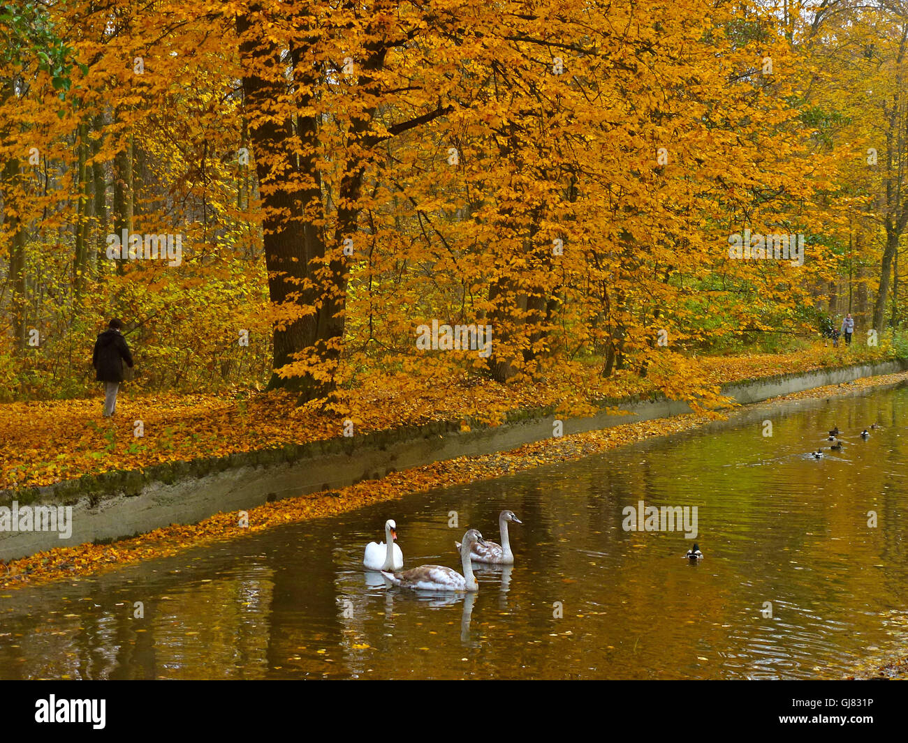 In Germania, in Baviera, Baviera, Monaco di Baviera, il castello di Nymphenburg, cigni, autunno Foto Stock