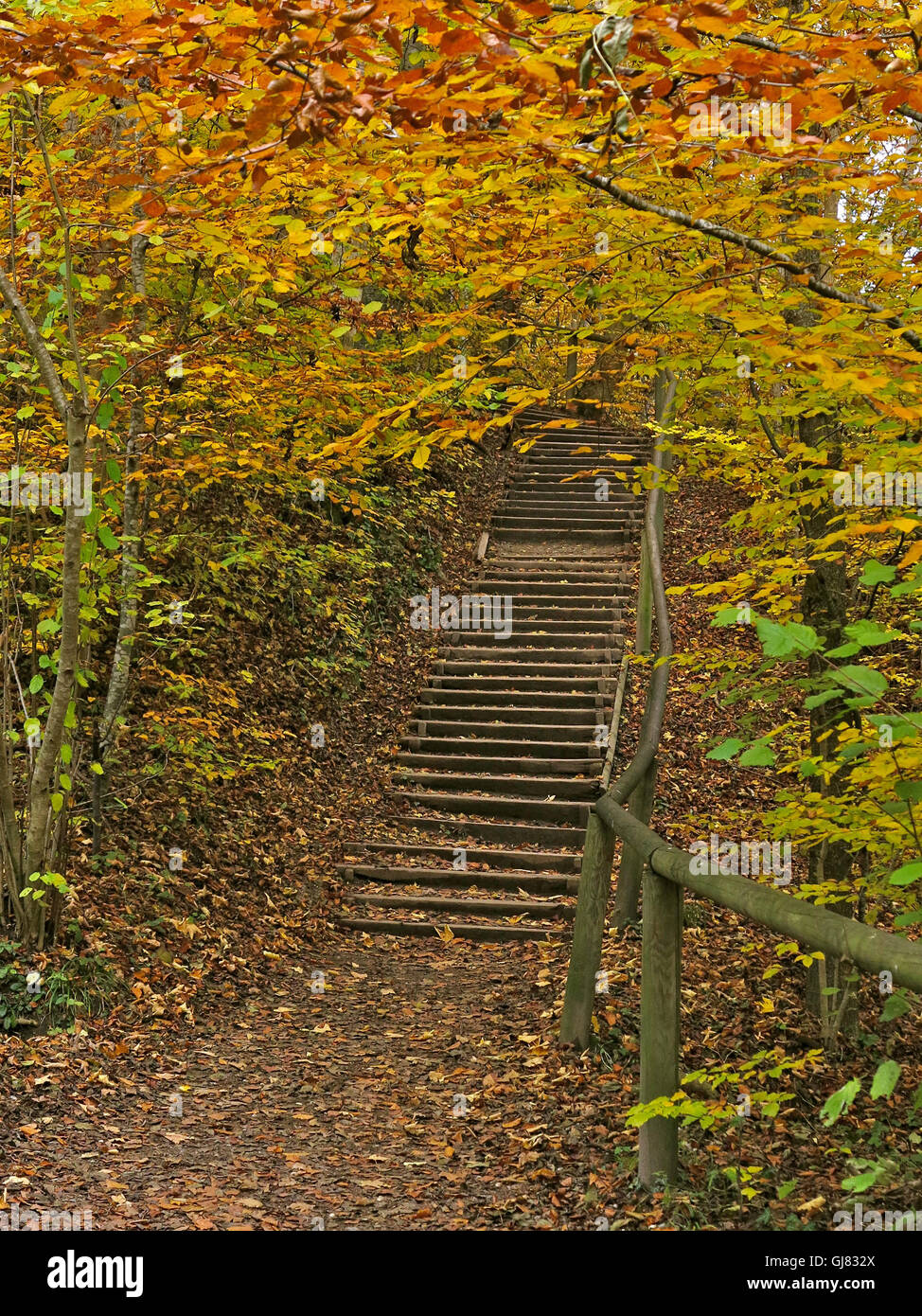 In Germania, in autunno, Herrsching, Hörndl-Wanderweg, sentiero, Baviera, Baviera, scale Foto Stock
