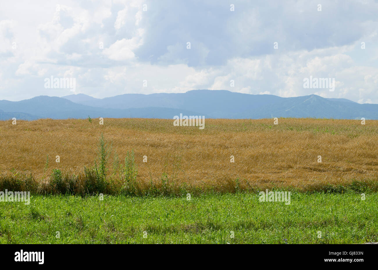 Il campo di grano maturo contro le montagne in Agosto,uno sfondo,un paesaggio,una stagione,Agosto,montagne,mature,l'estate,il campo Foto Stock