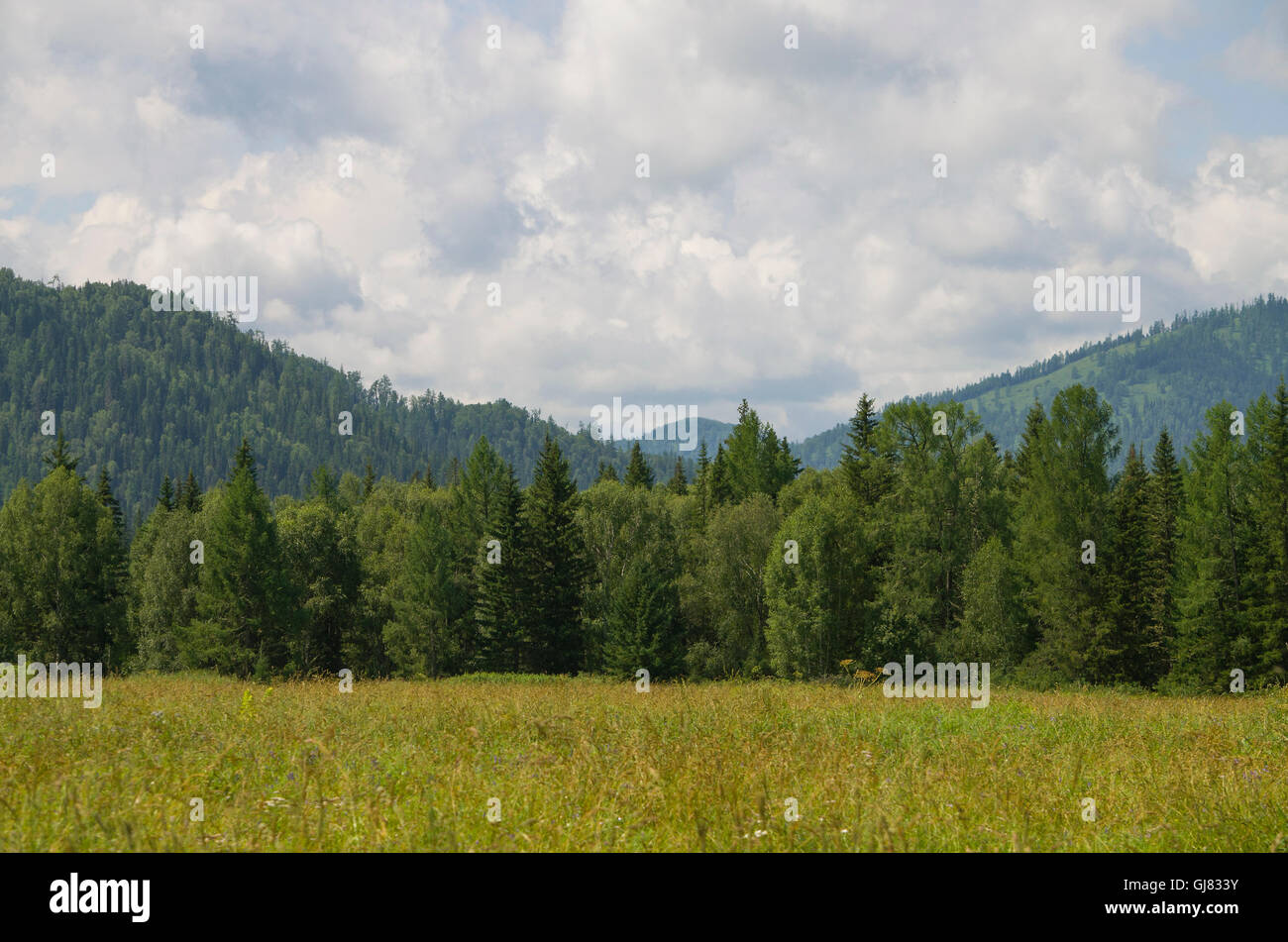Il campo di grano maturo contro le montagne in Agosto,uno sfondo,un paesaggio,una stagione,Agosto,montagne,mature,l'estate,il campo Foto Stock