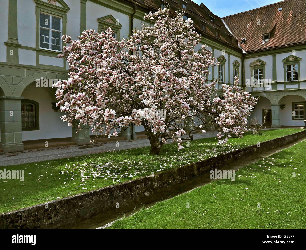 Corte Arcade in Benediktbeuern Abbey, albero di magnolia, Alta Baviera, Baviera, Germania, Foto Stock