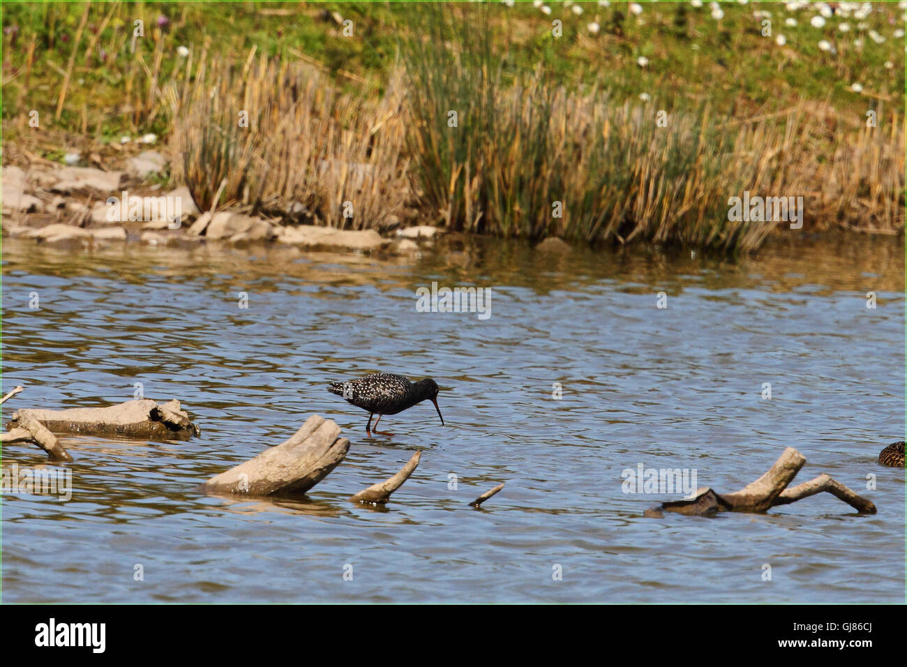 Spotted Redshank (Tringa erythropus) Foto Stock