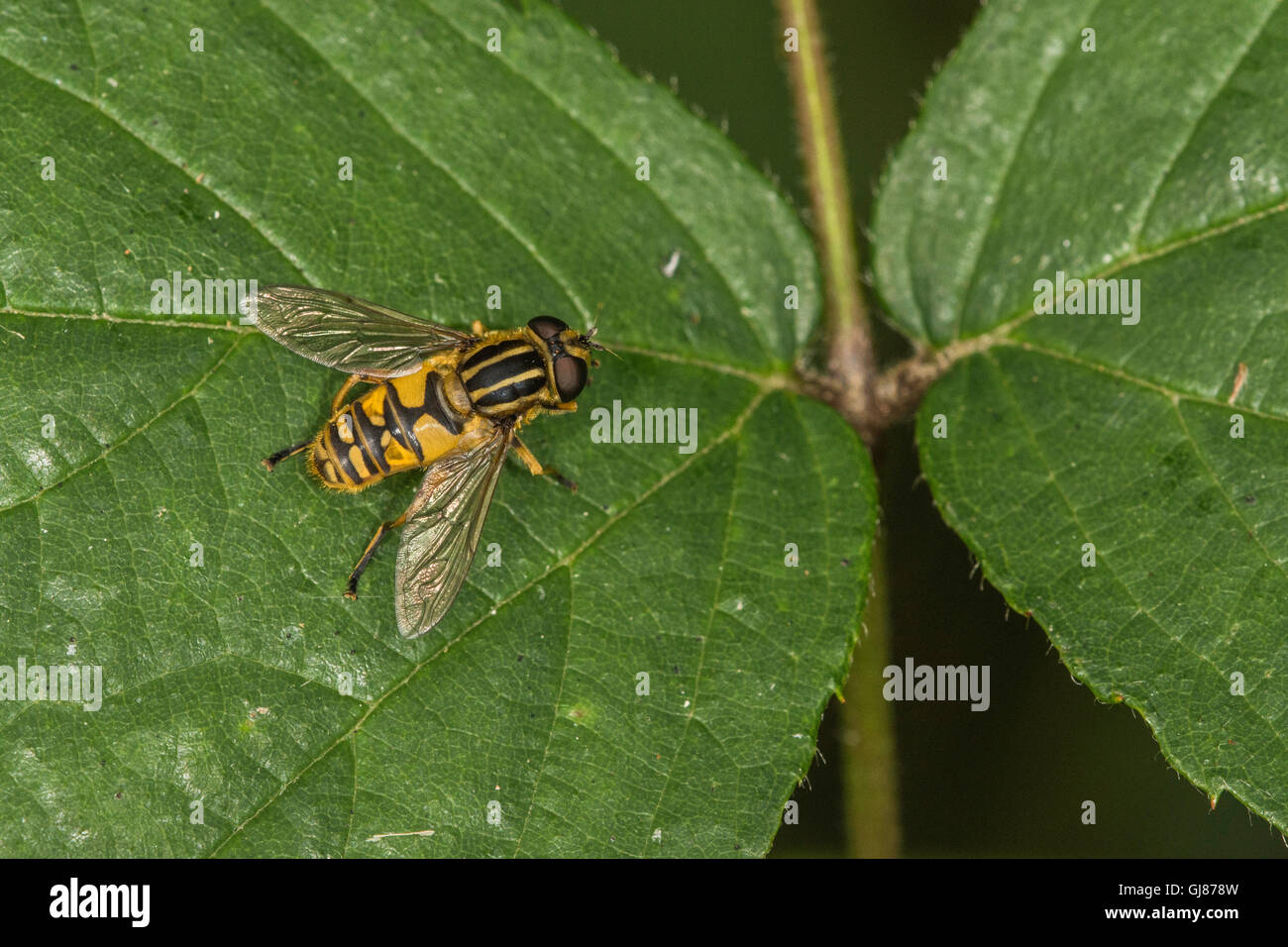 Hoverfly a riposo sulla vegetazione del giardino. Nord di Norfolk, Regno Unito Foto Stock