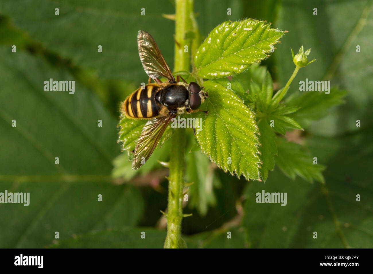 Hoverfly a riposo sulla vegetazione del giardino North Norfolk, Regno Unito Foto Stock