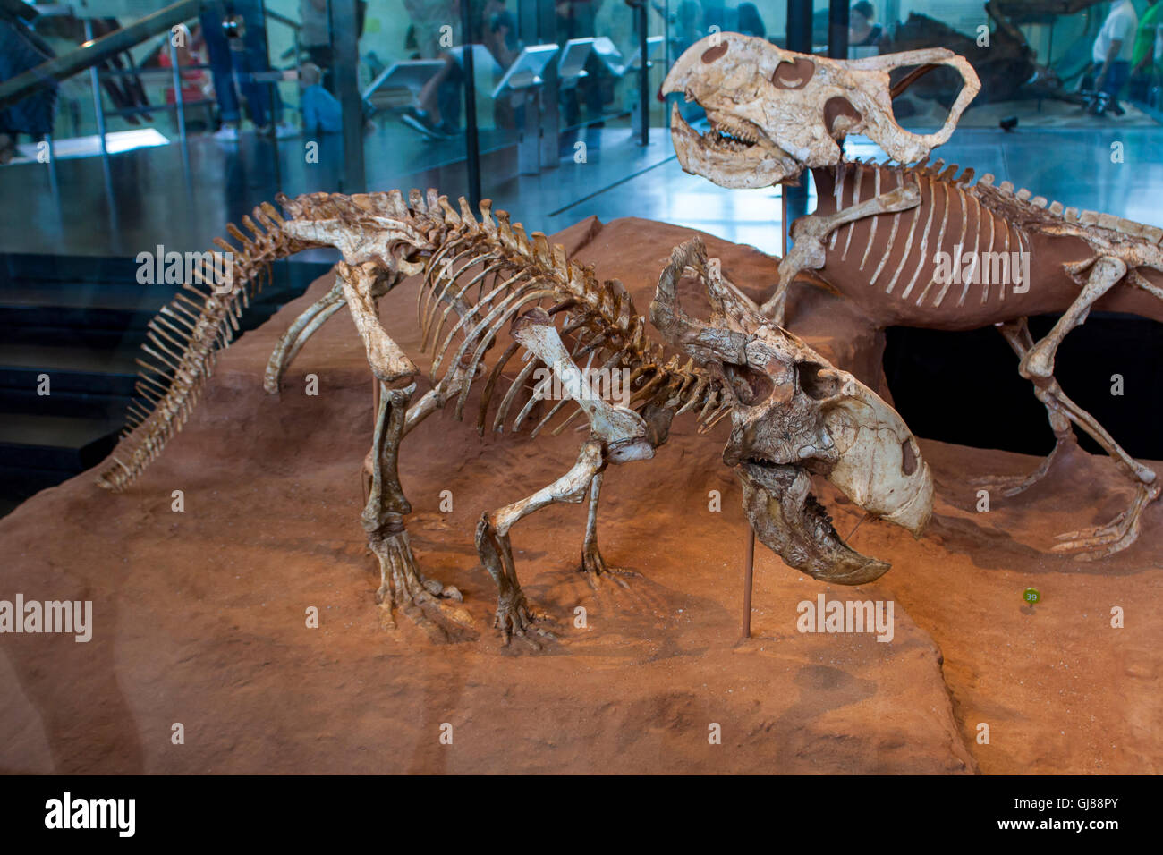 NEW YORK, Stati Uniti d'America - 1 agosto 2016: dettaglio dal Museo Americano di Storia Naturale di New York. Museo è stabilito a 1869 e a Foto Stock
