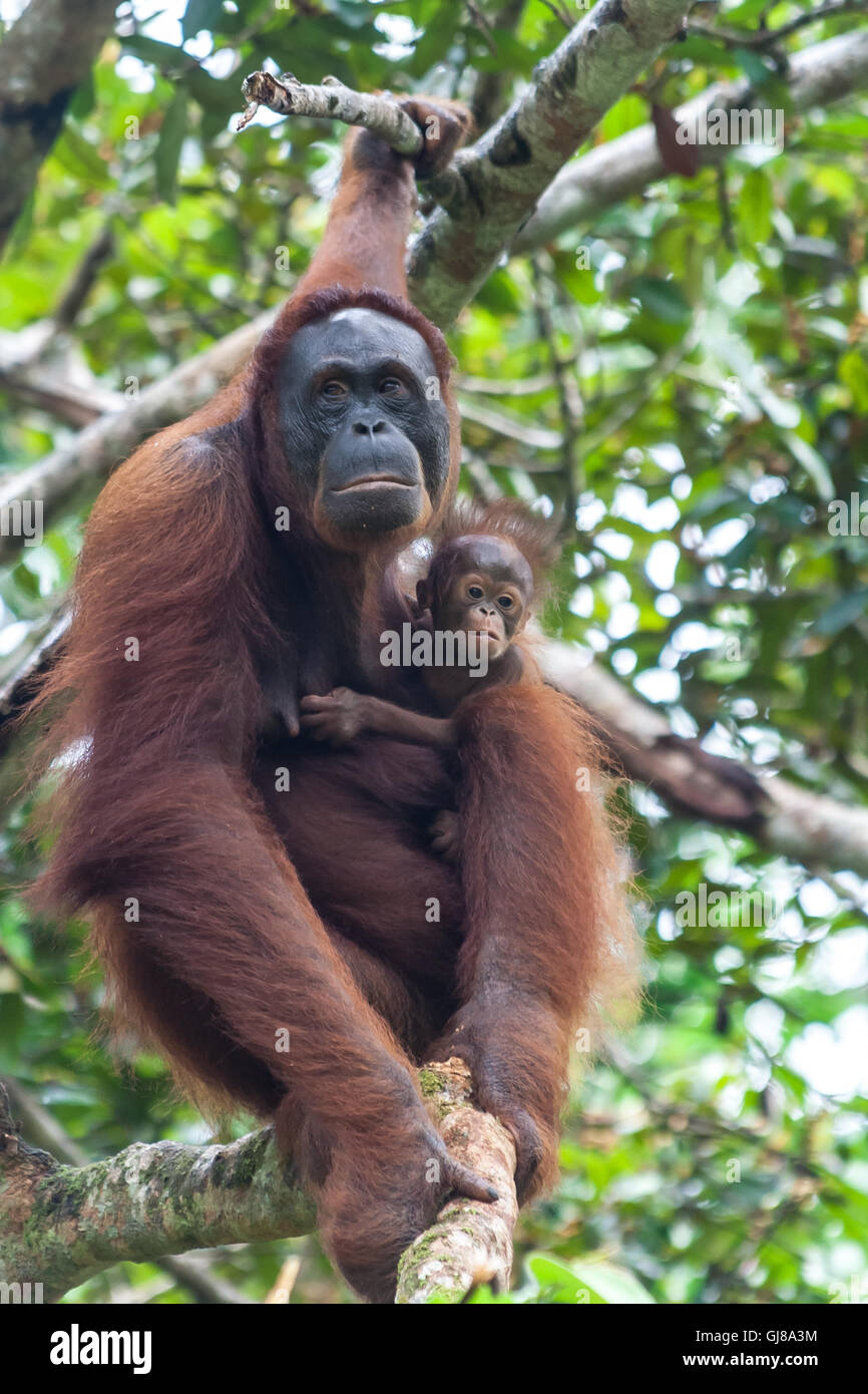 Madre uran utang con il bambino in un albero a Borneo Malese. Foto Stock