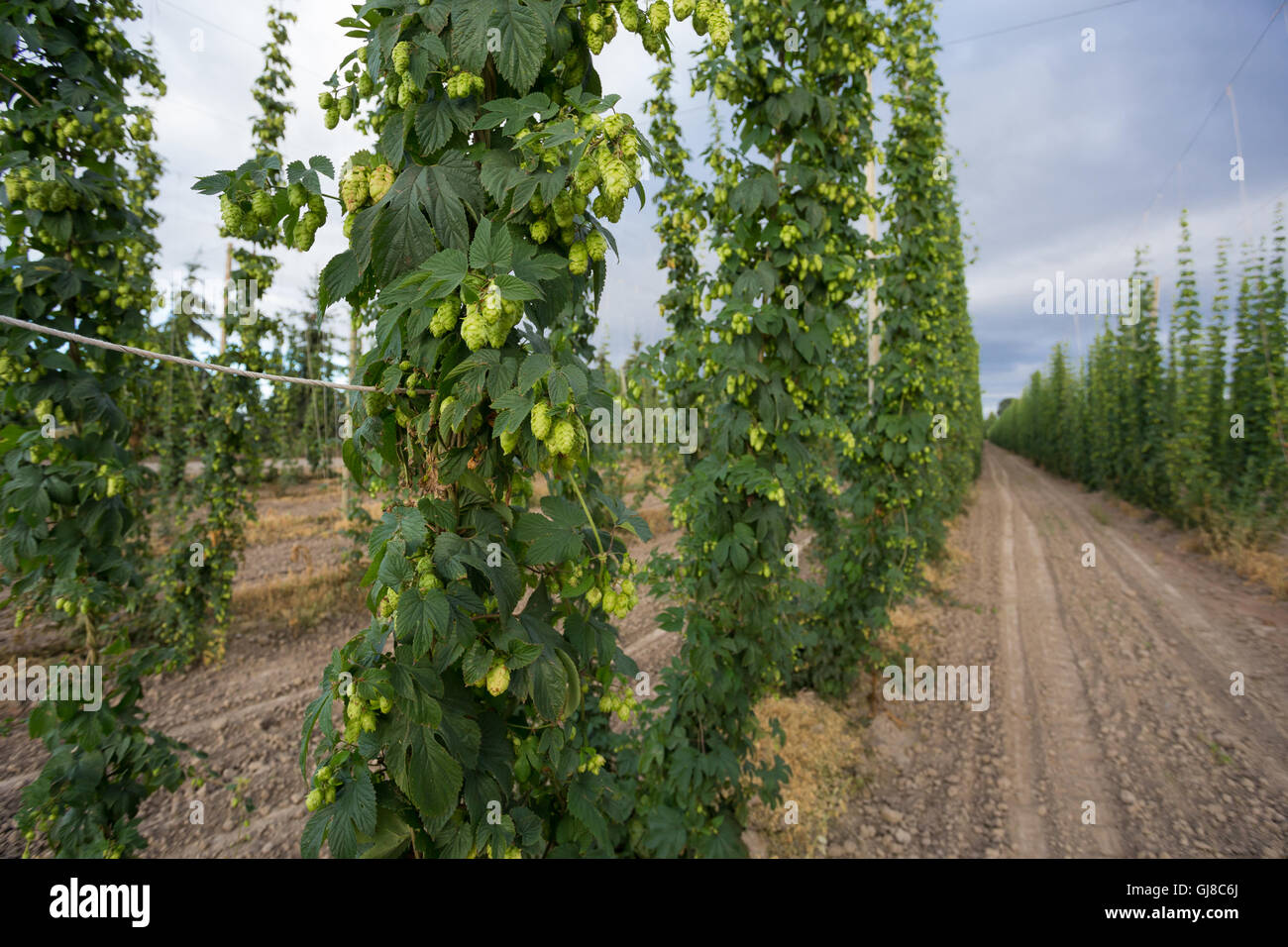 Hop fattoria dove gli agricoltori sono coltivazione di luppolo commercialmente per la fornitura di birra artigianale industria in Oregon. Foto Stock