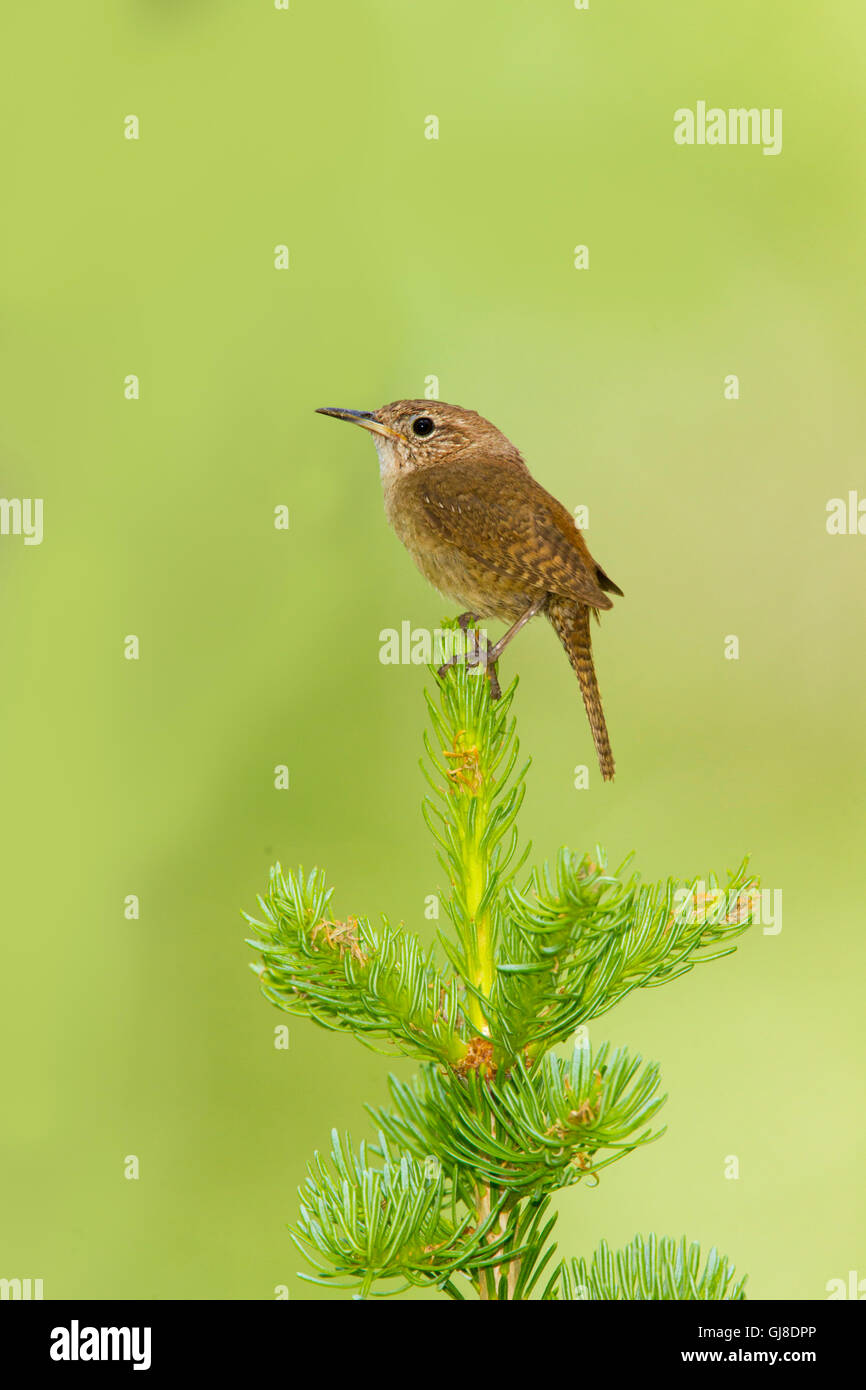 Casa Wren Troglodytes aedon est di castoro, Utah, Stati Uniti 4 luglio Troglodytidae adulti Foto Stock