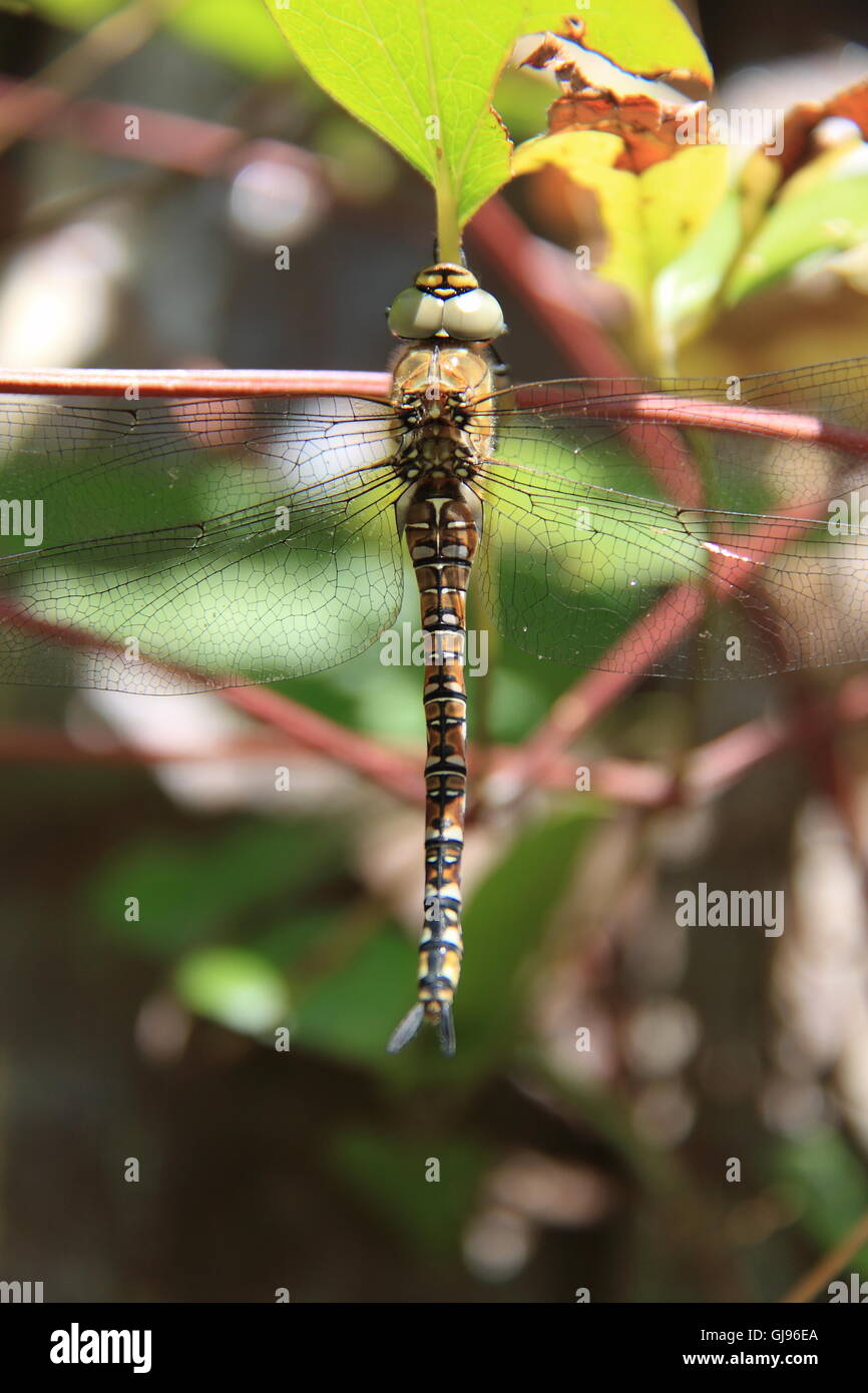 Donna migrante Hawker dragonfly (Aeshna mixta), East Molesey Surrey, Inghilterra, Gran Bretagna, Regno Unito Regno Unito, Europa Foto Stock