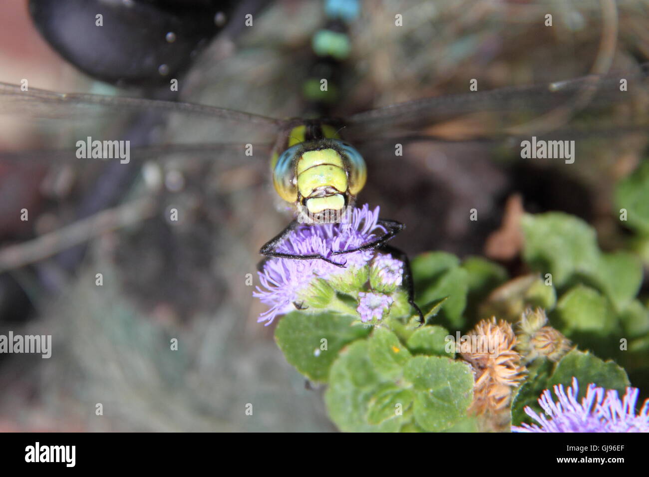 Maschio Hawker meridionale dragonfly (Aeshna cyanea), East Molesey Surrey, Inghilterra, Gran Bretagna, Regno Unito Regno Unito, Europa Foto Stock