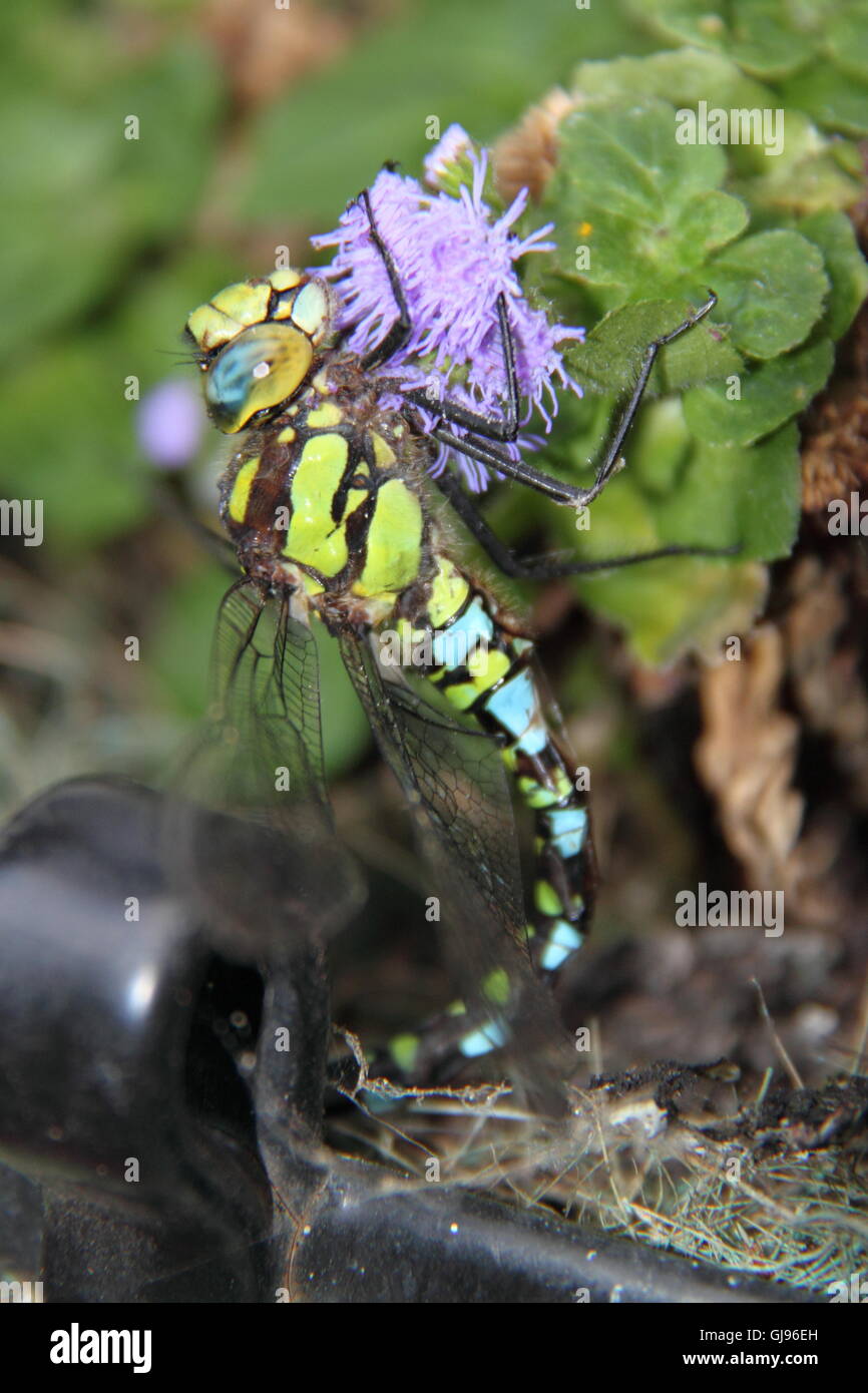 Maschio Hawker meridionale dragonfly (Aeshna cyanea), East Molesey Surrey, Inghilterra, Gran Bretagna, Regno Unito Regno Unito, Europa Foto Stock