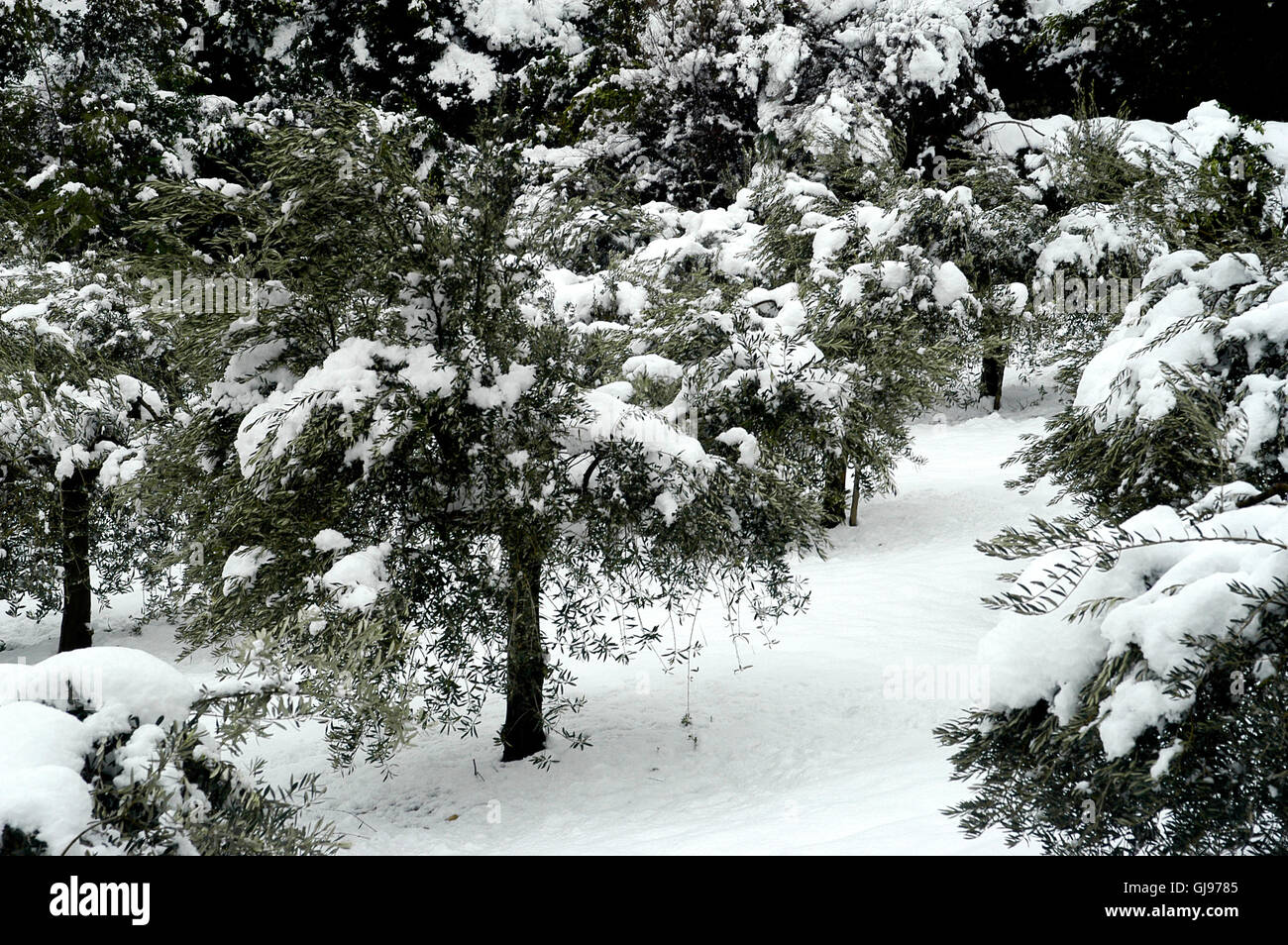 Alberi di ulivo neve nel sud-est della Francia in Tornac che di solito non conosce la neve Foto Stock