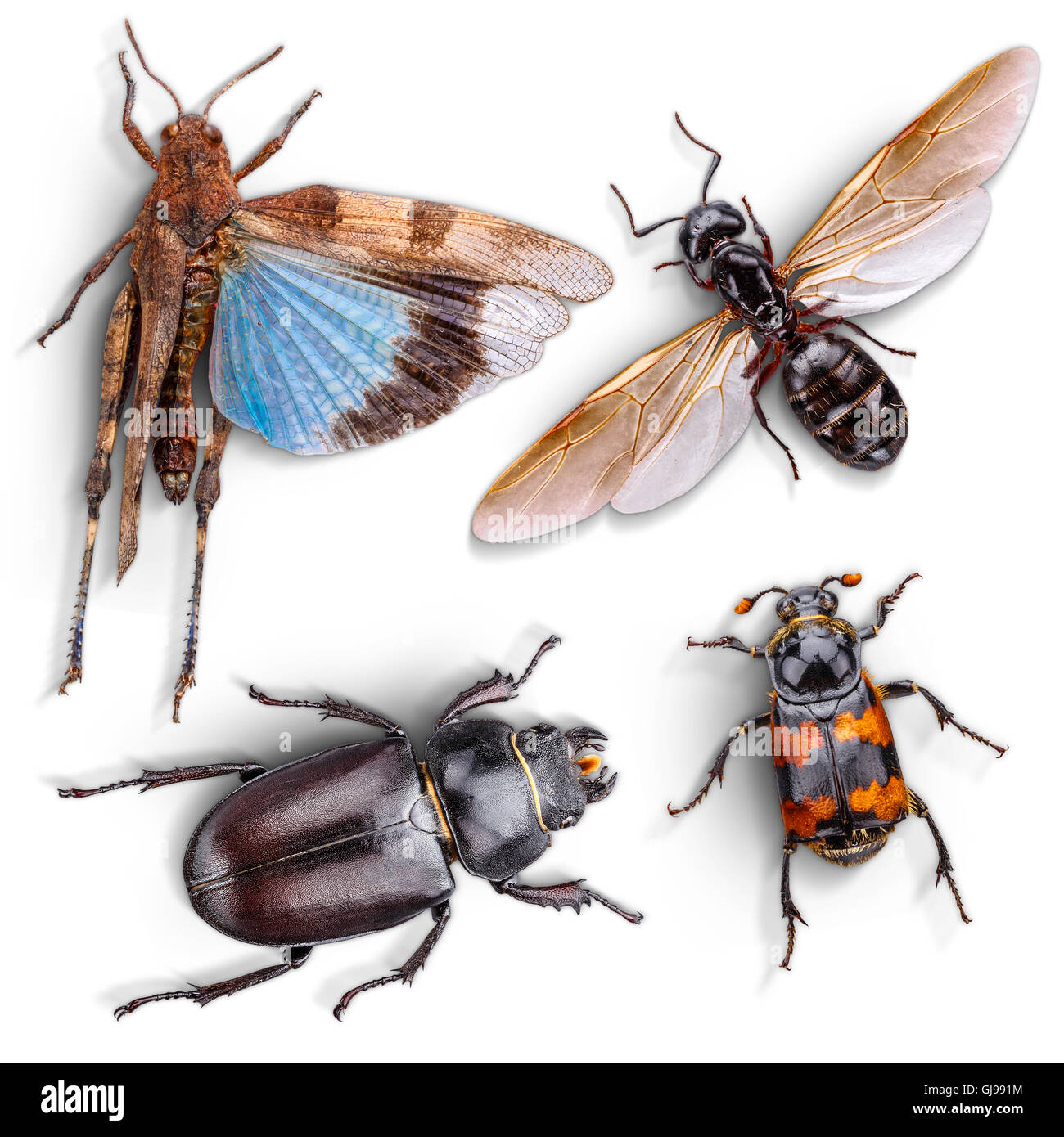 Animale selvatico insetto insieme su bianco Foto Stock