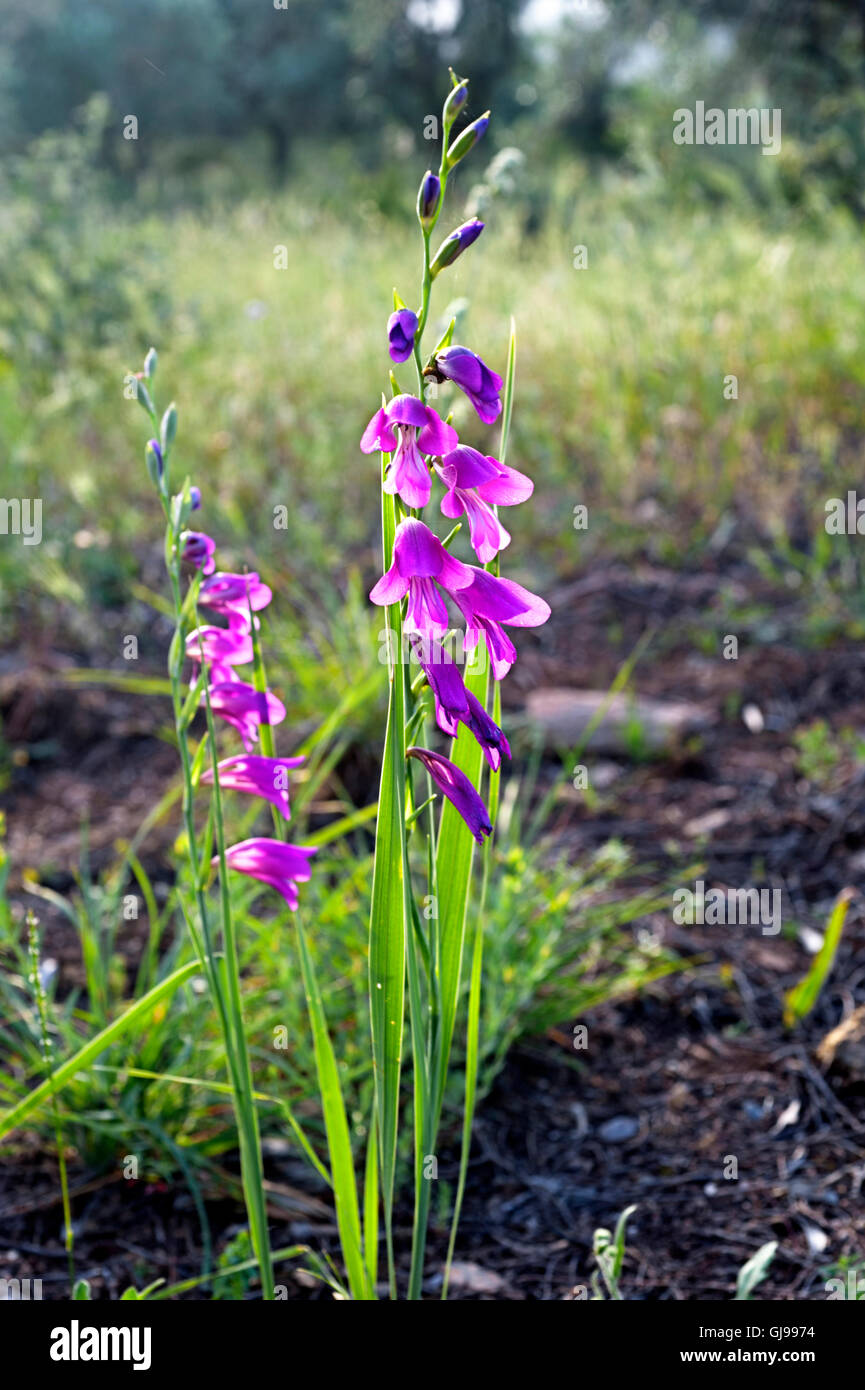 Wild gladiola (Gladiolus illyricus) sulla penisola di Pelion, Grecia Foto Stock
