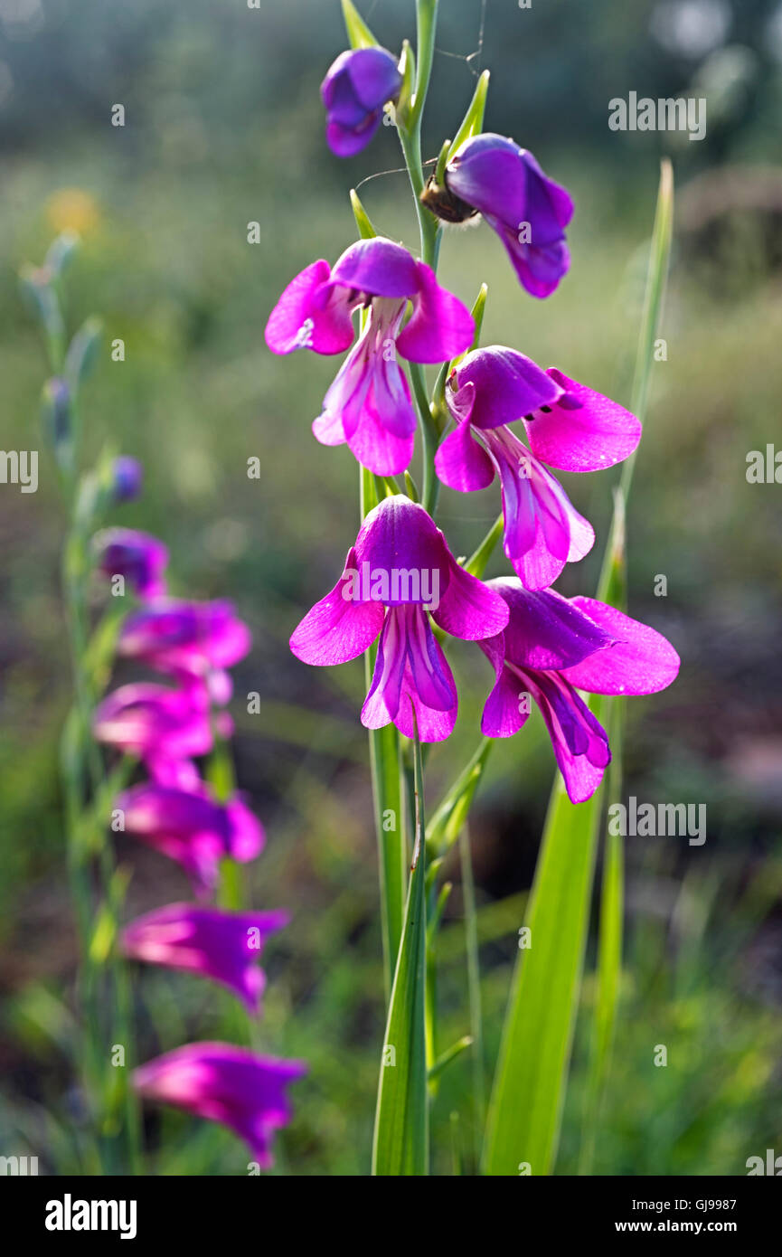 Wild gladiola (Gladiolus illyricus) sulla penisola di Pelion, Grecia Foto Stock