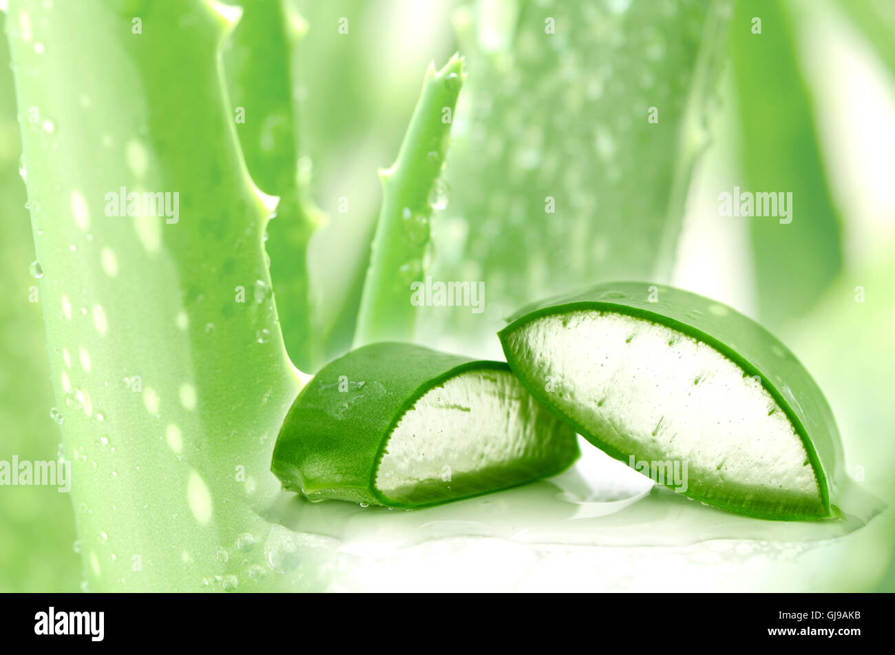 Affettare aloe (Aloe barbadensis Mill.,Star cactus, Aloe, aloina, Jafferabad o Barbados) molto utile la medicina di erbe per la pelle Foto Stock