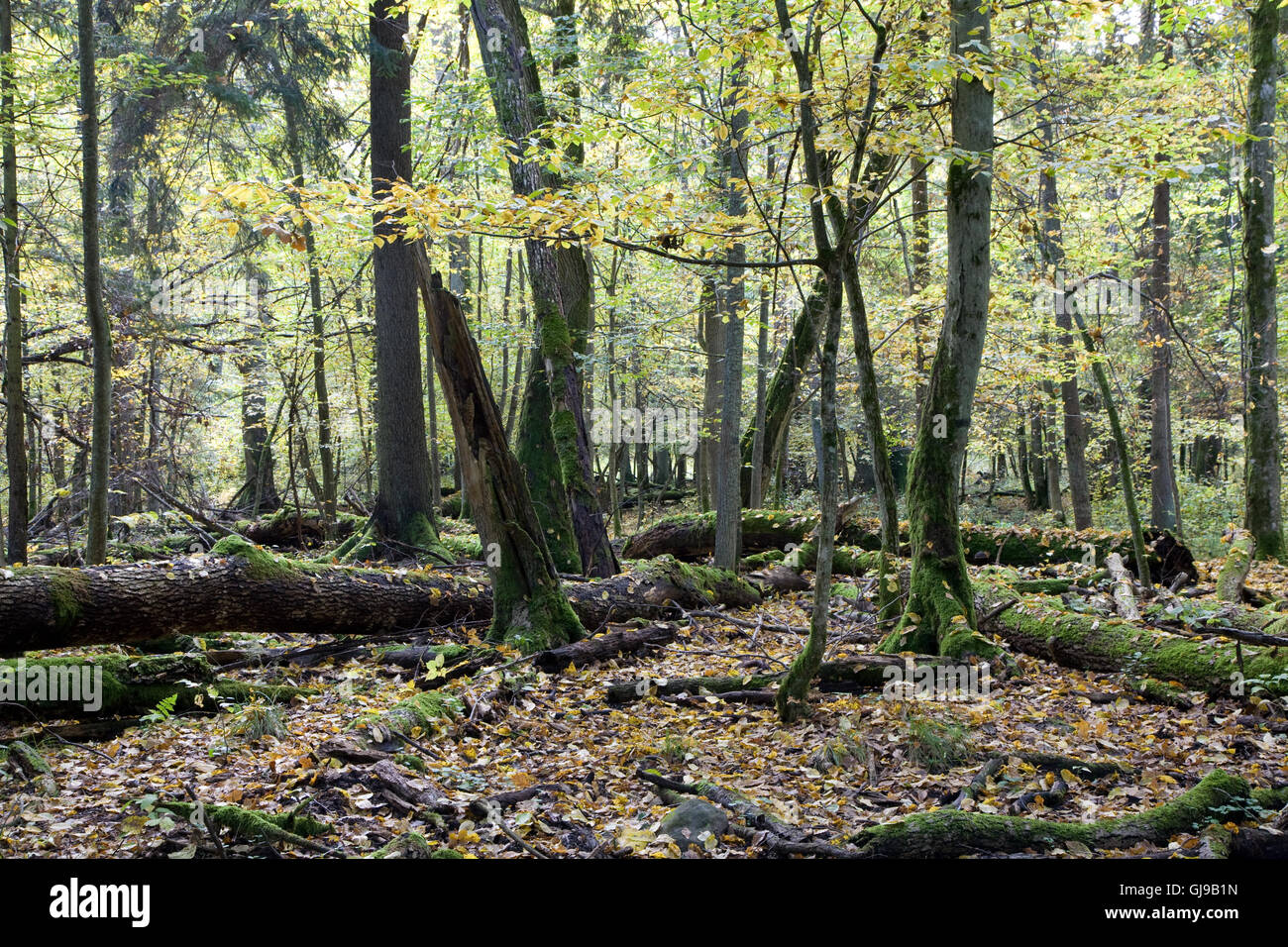 Rotture di alberi quasi decomposto in stand decidui,Bialowieza Forest,Polonia,l'Europa Foto Stock