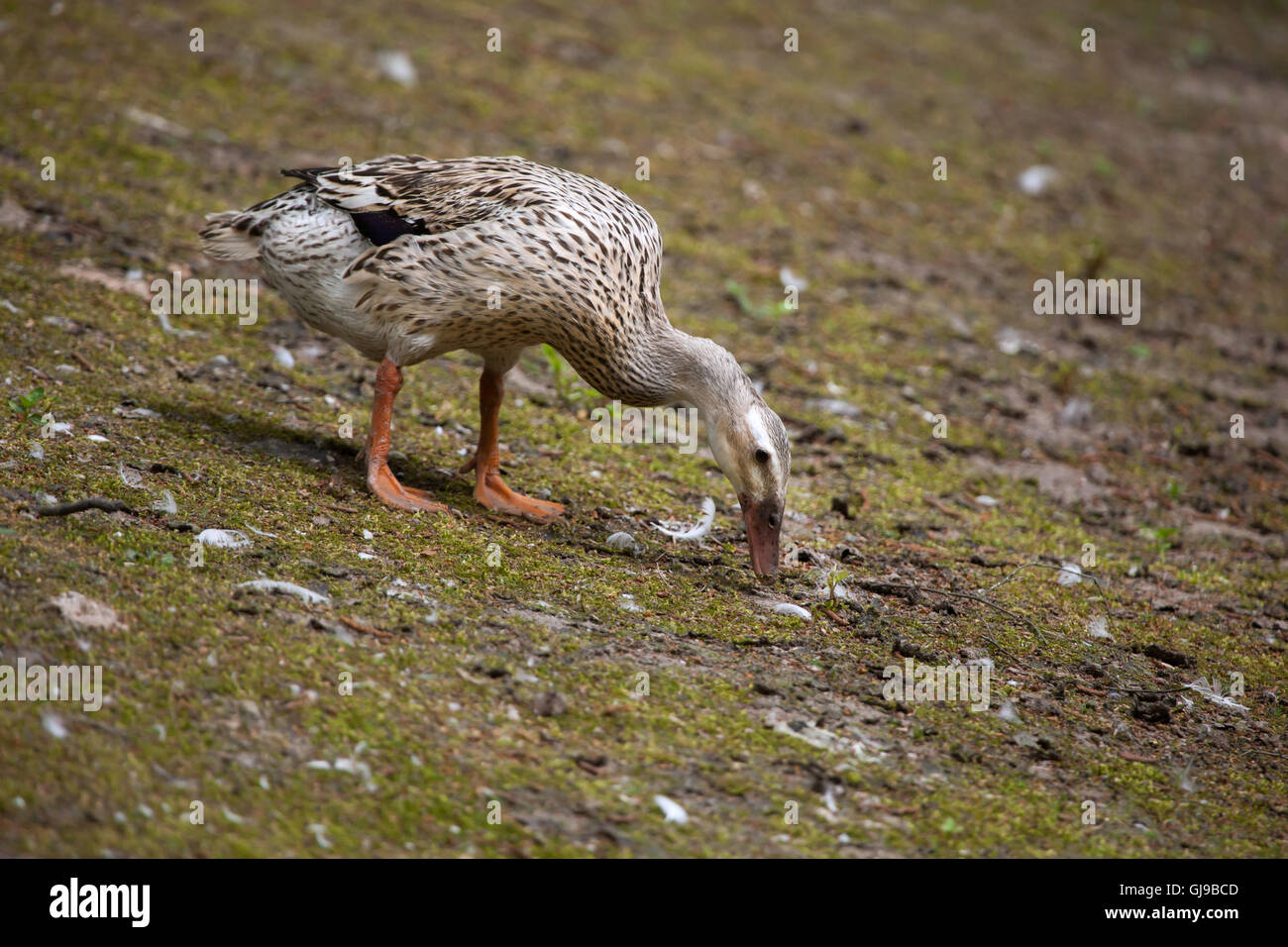 Anatra domestica (Anas platyrhynchos domesticus). Foto Stock