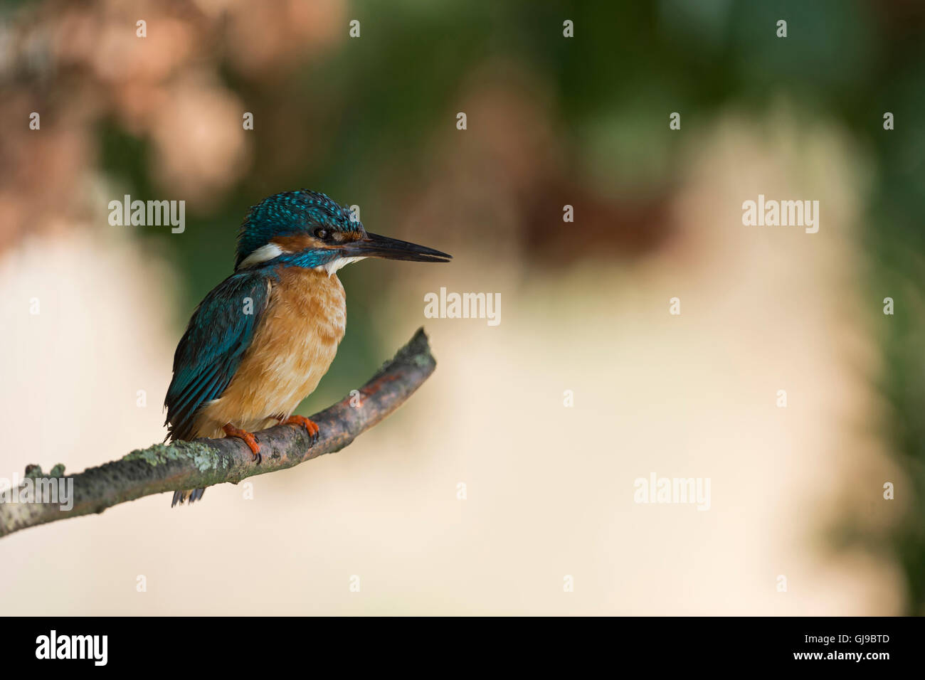 Comune maschio Kingfisher / Eisvogel ( Alcedo atthis ) con un occhio dim appollaiate su un ramo di fronte a un bel sfondo colorato. Foto Stock