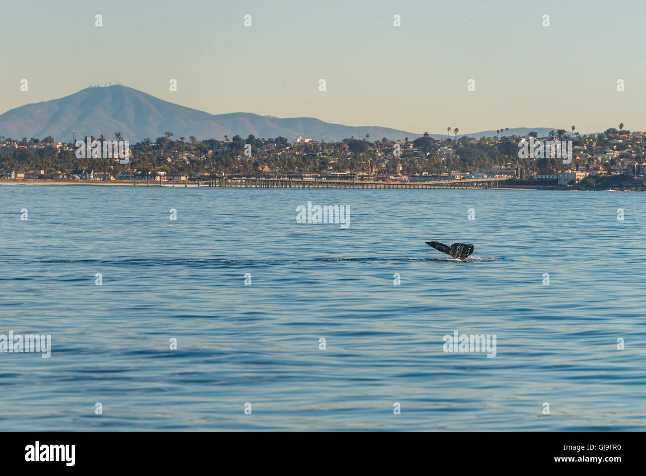 Humpback Whale Foto Stock