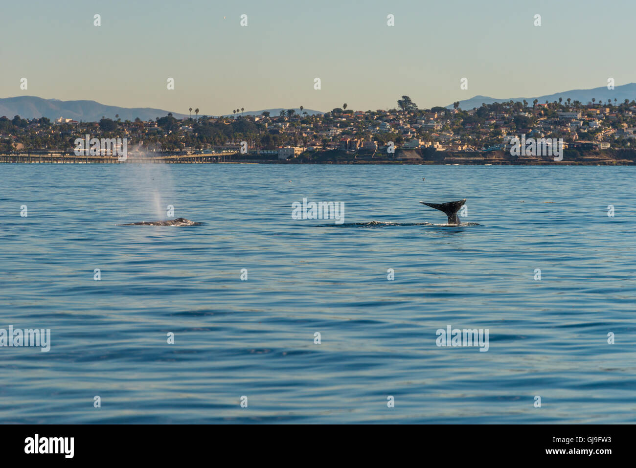 Humpback Whale Foto Stock