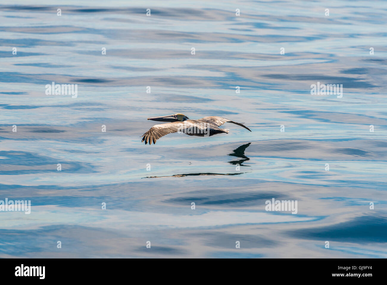 Grande pelican in volo sopra il livello del mare Foto Stock