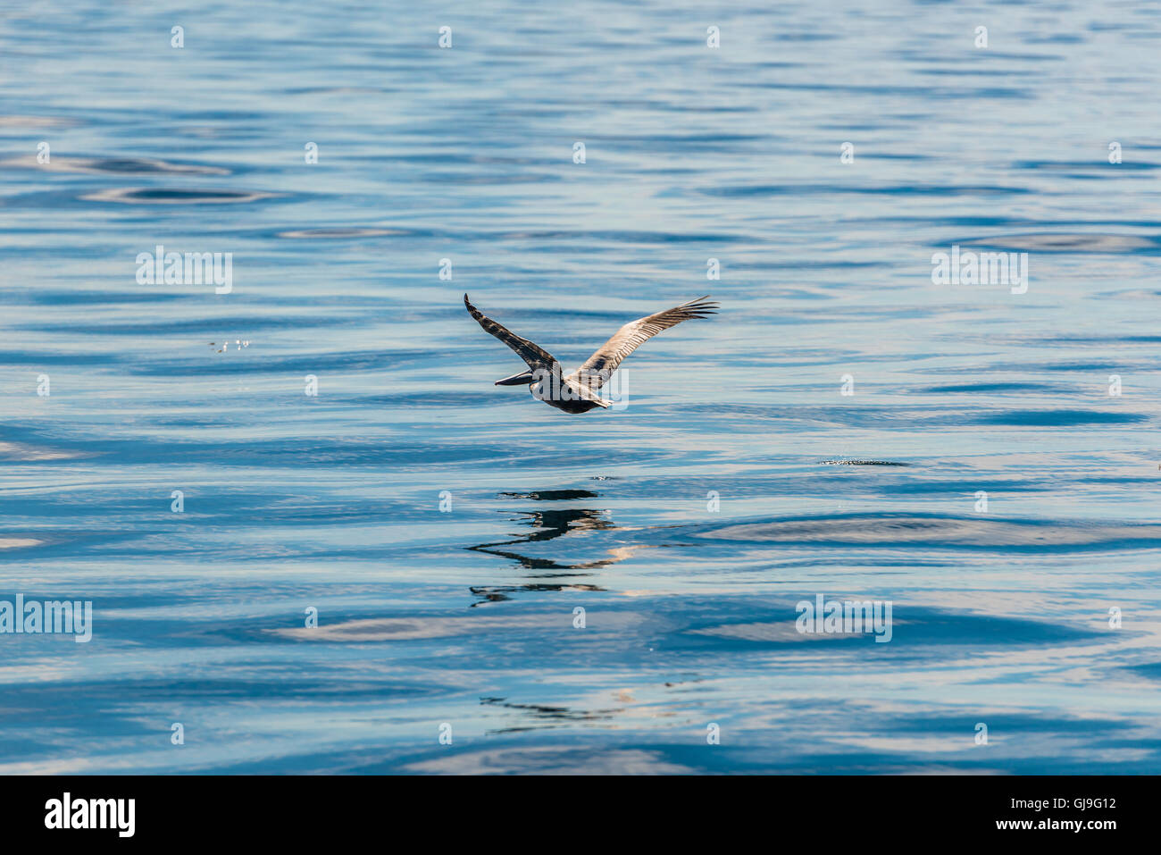 Grande pelican in volo sopra il livello del mare Foto Stock