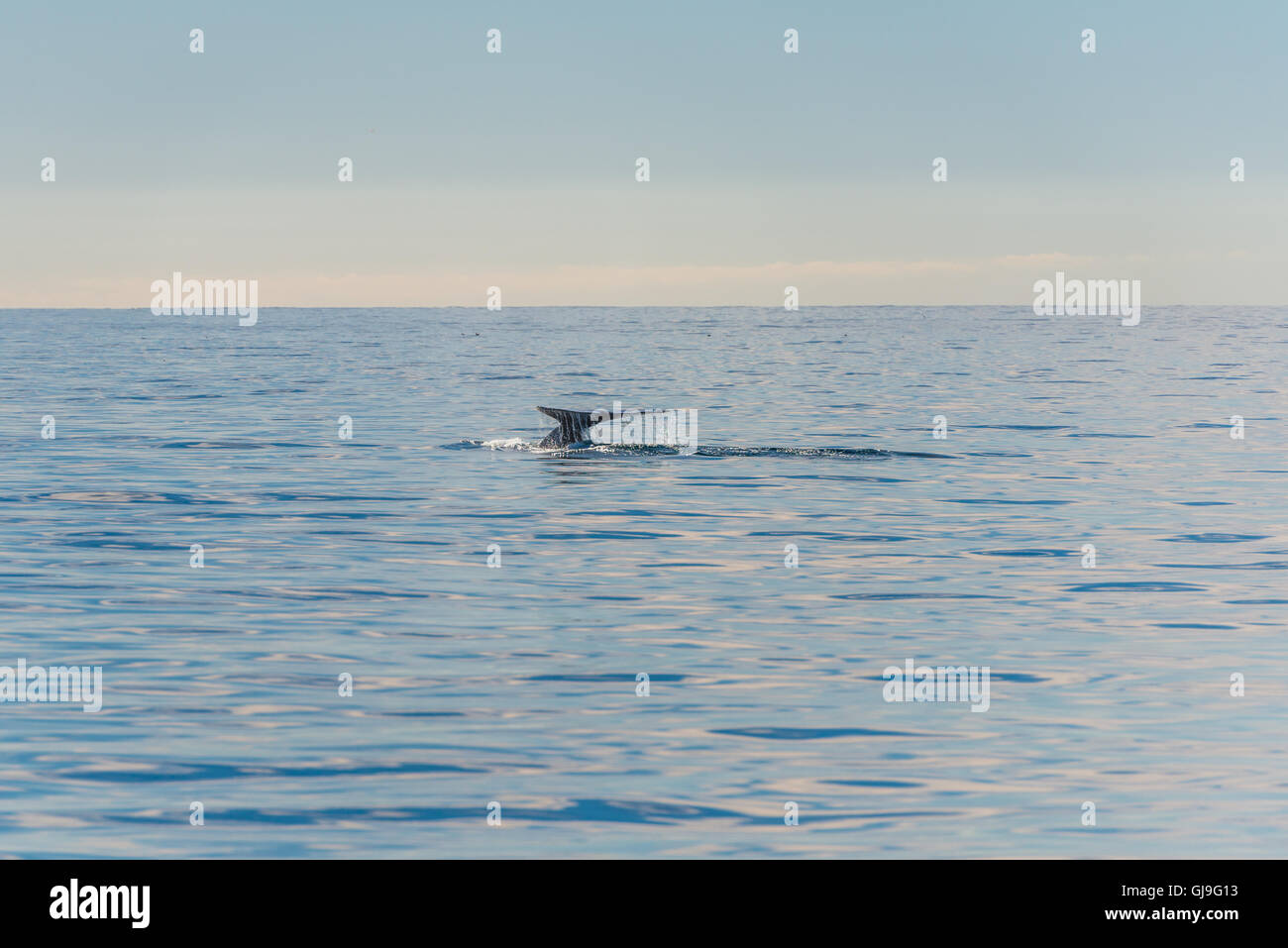 Humpback Whale Foto Stock
