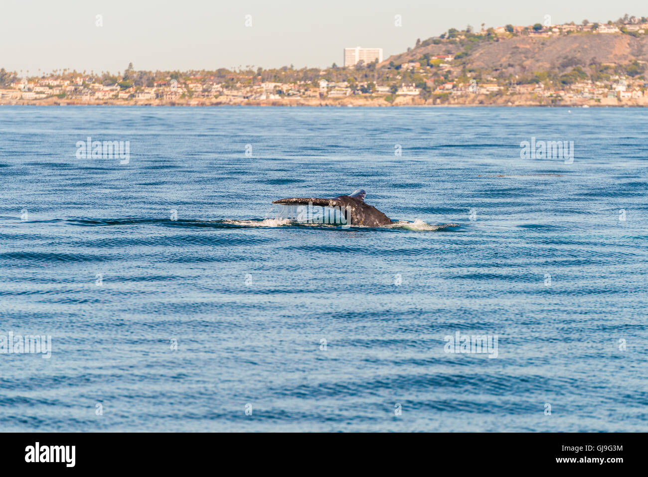 Humpback Whale Foto Stock