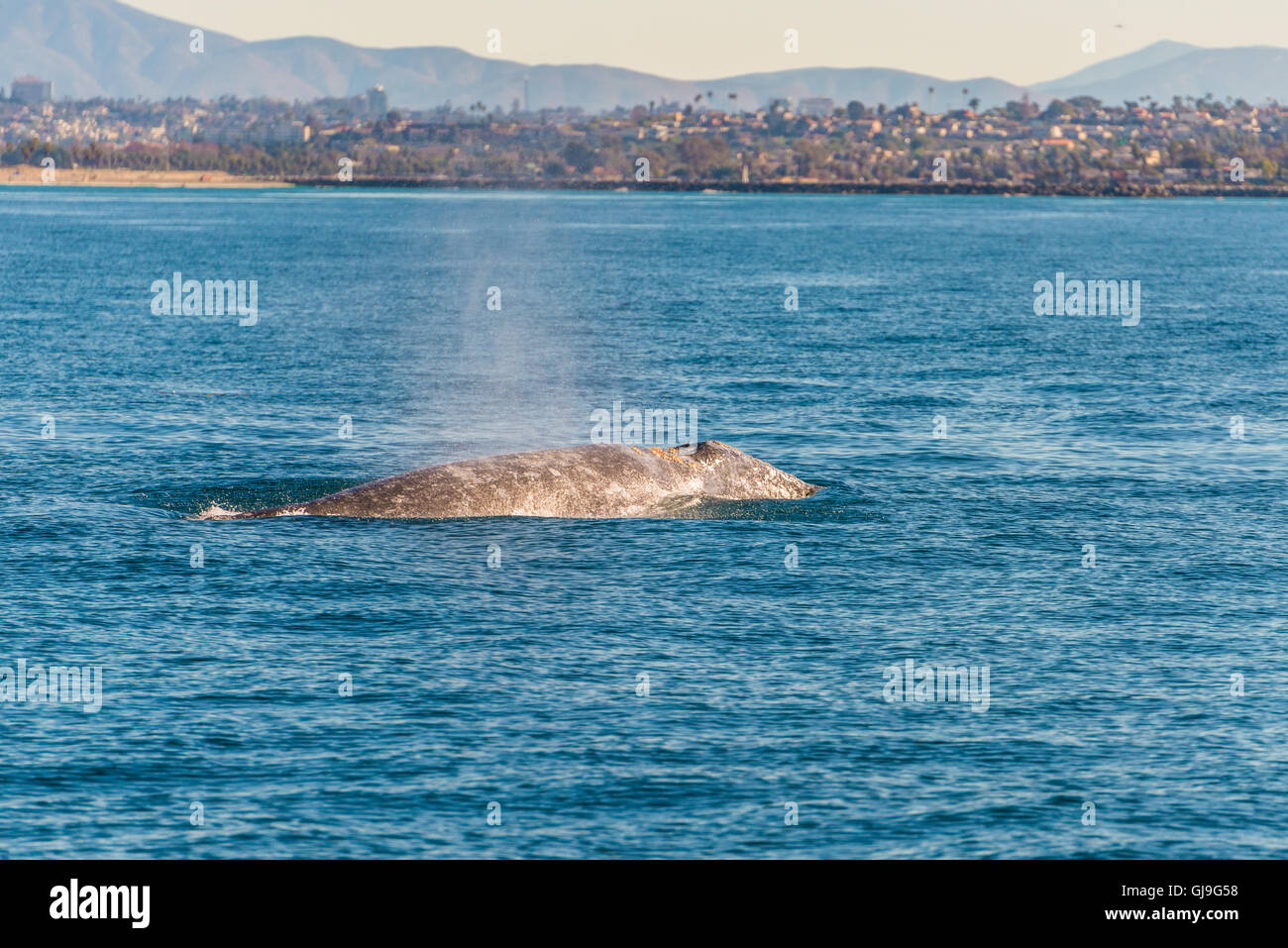 Humpback Whale Foto Stock