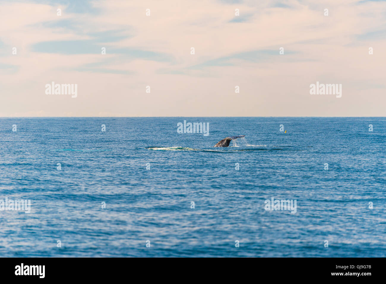 Humpback Whale Foto Stock