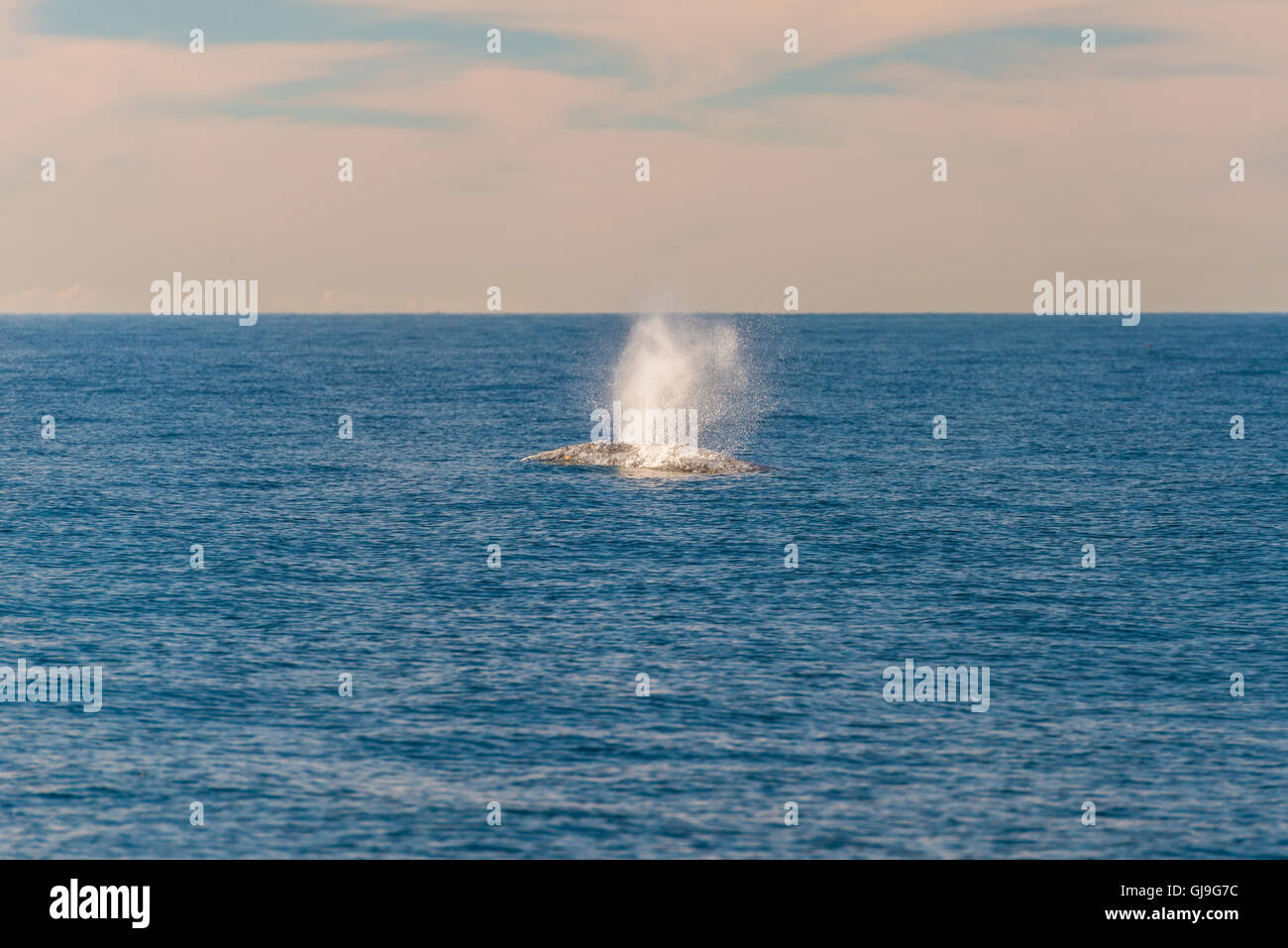 Humpback Whale Foto Stock