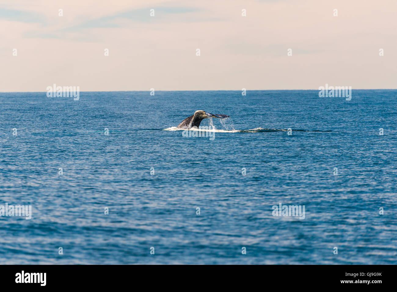 Humpback Whale Foto Stock