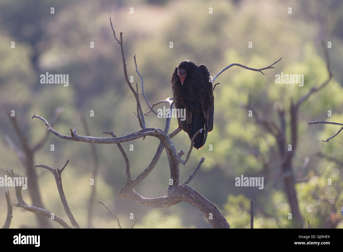 La Turchia avvoltoio, (Cathartes aura), montagne Huachuca, Arizona, Stati Uniti. Foto Stock