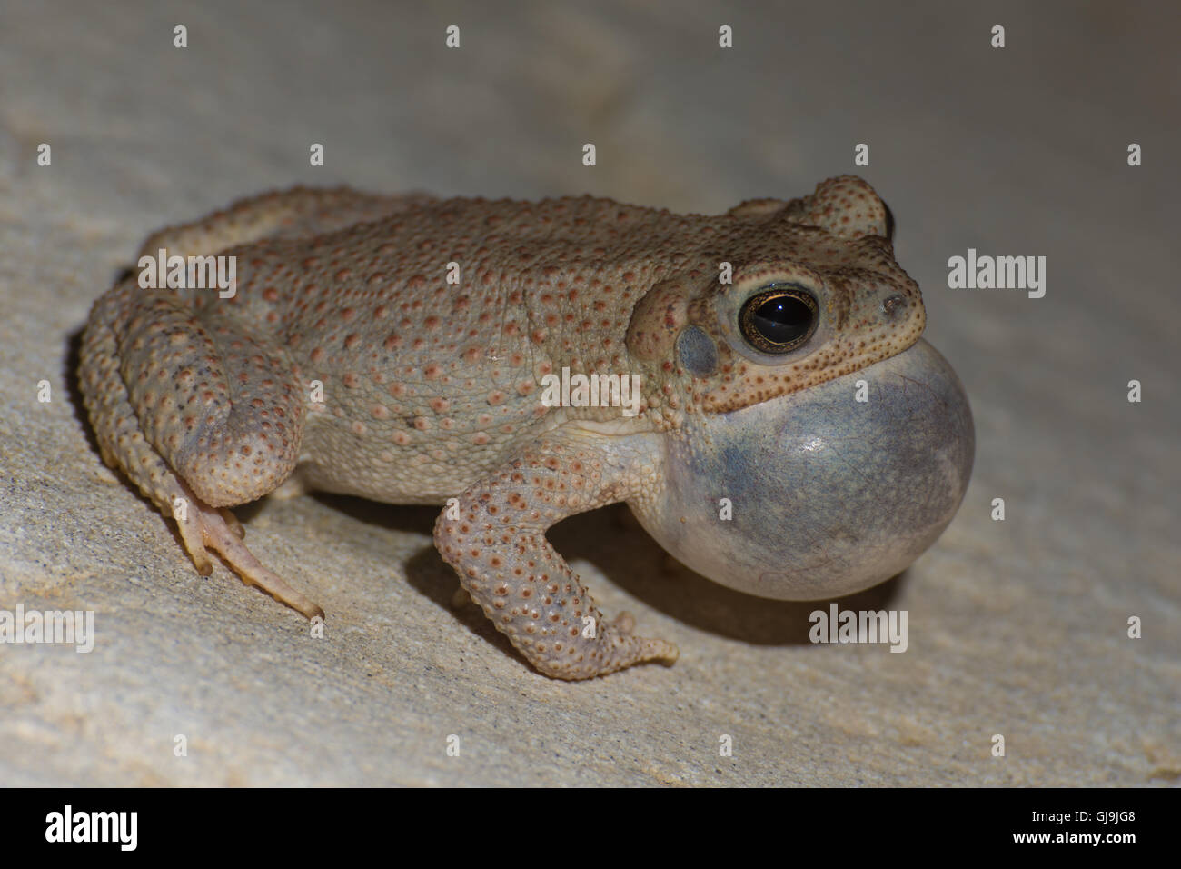 Maschio di chiamata pezzata di rosso, Toad (Anaxyrus punctatus), Sierra Co., New Mexico, negli Stati Uniti. Foto Stock