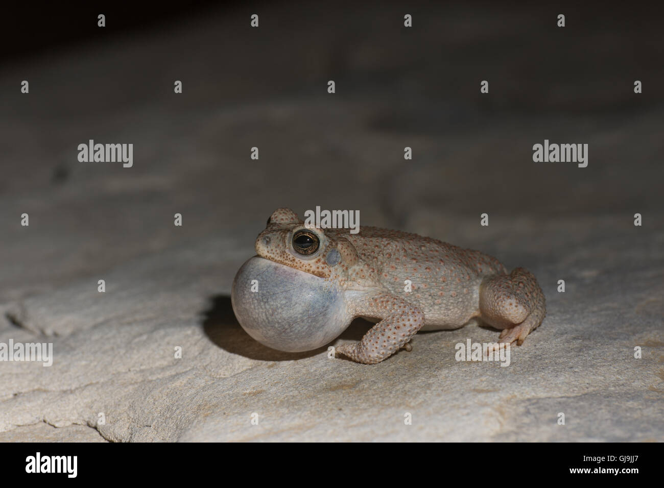 Maschio di chiamata pezzata di rosso, Toad (Anaxyrus punctatus), Sierra Co., New Mexico, negli Stati Uniti. Foto Stock