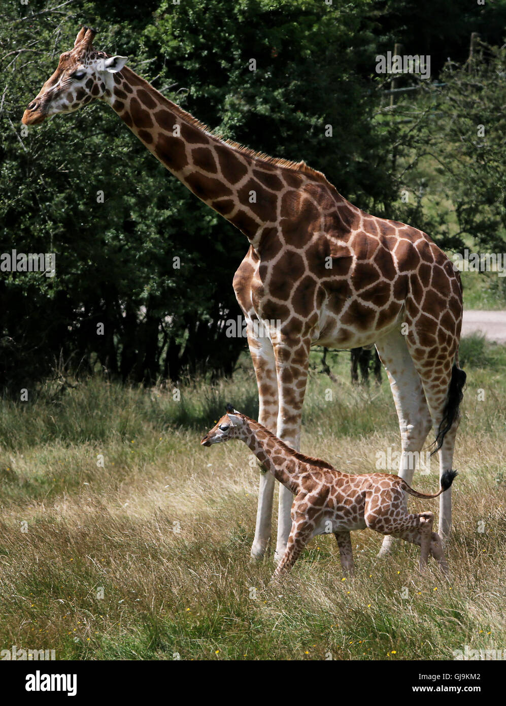 È sotto embargo per 0001 Lunedì 15 Agosto Un come ancora senza nome donna giraffa Rothschild vitello con sua madre lunare, esplorare il suo nuovo ambiente di oltre 600 ettari di riserva animale al Port Lympne riserva vicino Ashford nel Kent. Foto Stock